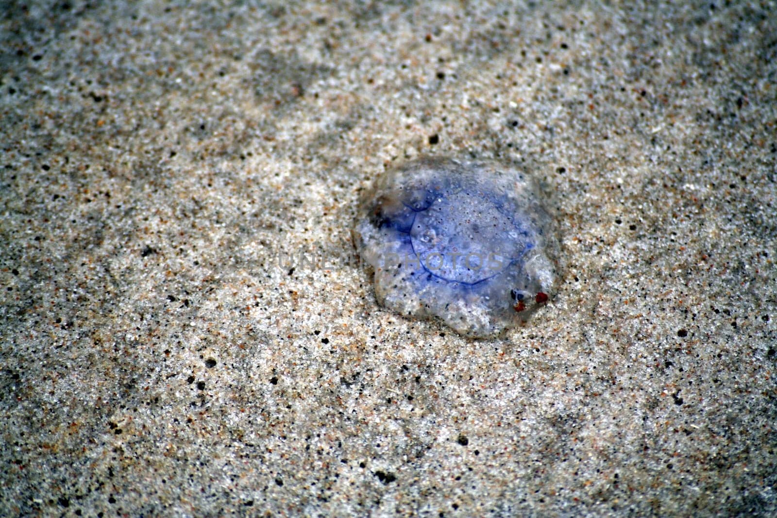 Jellyfish