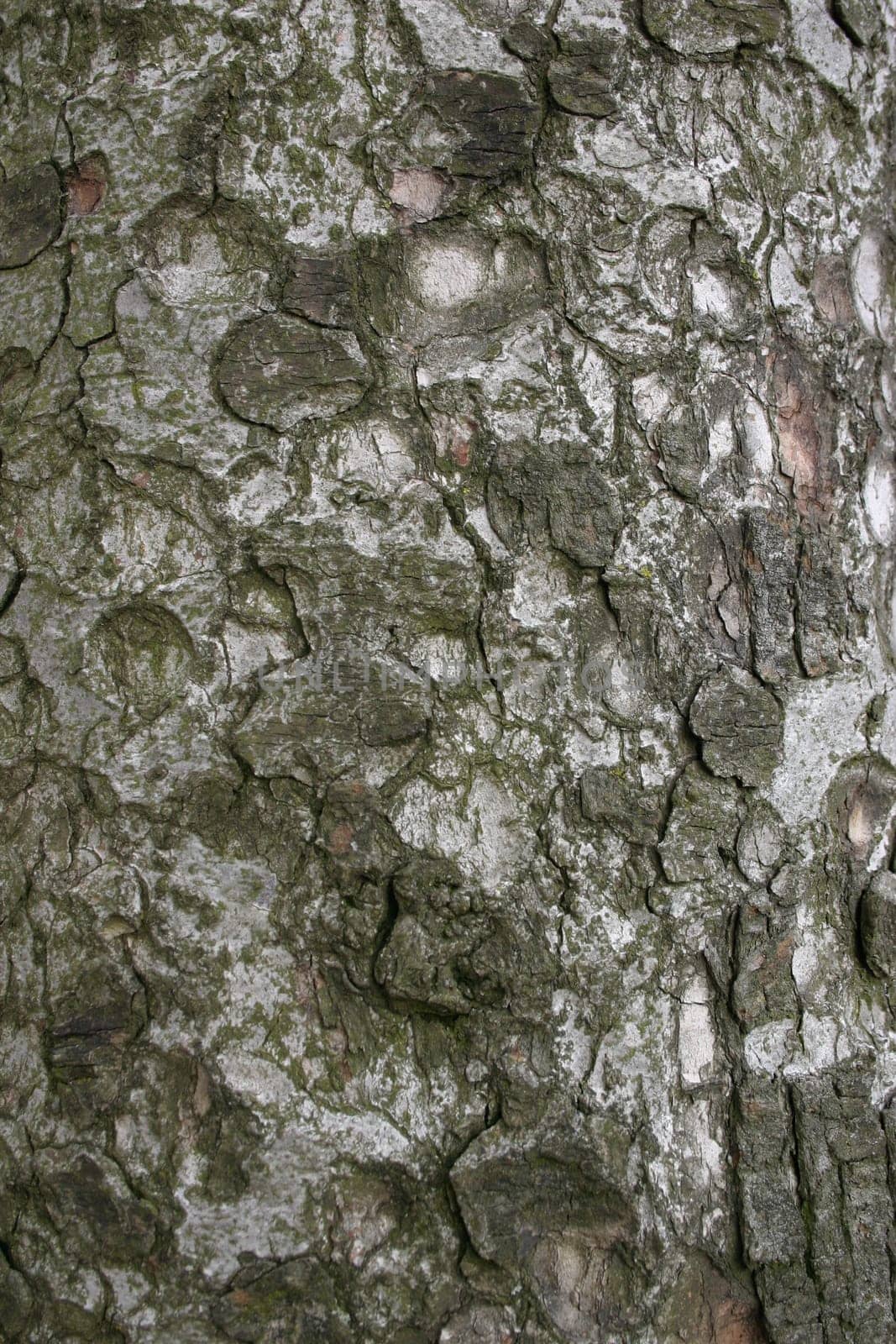 Close-up of the bark of a spruce tree
