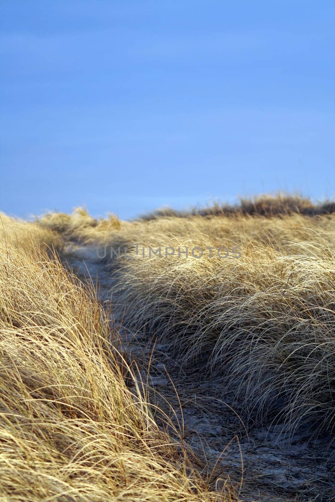 Trail