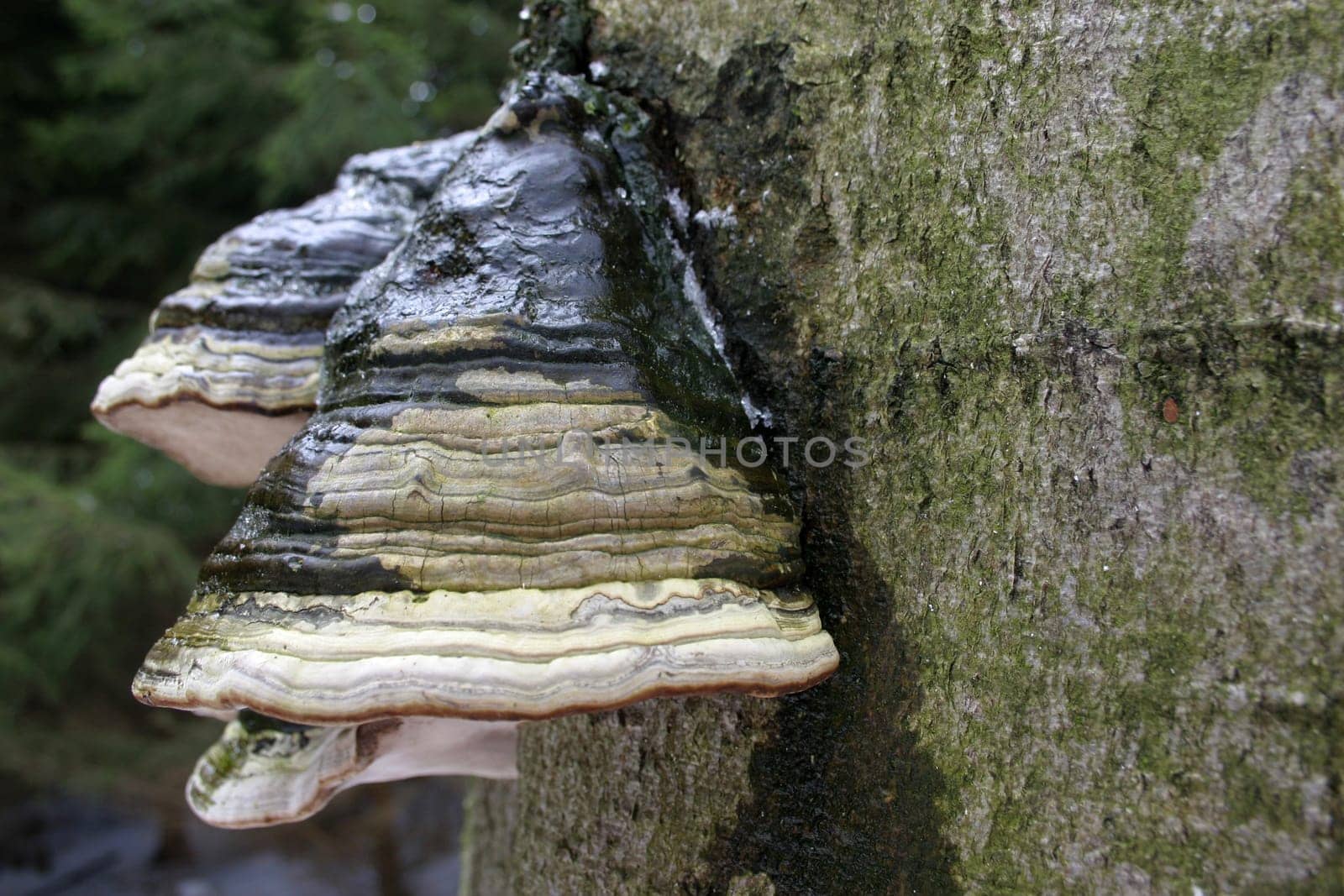 Tinder fungus (Fomes fomentarius) on a dead beech tree