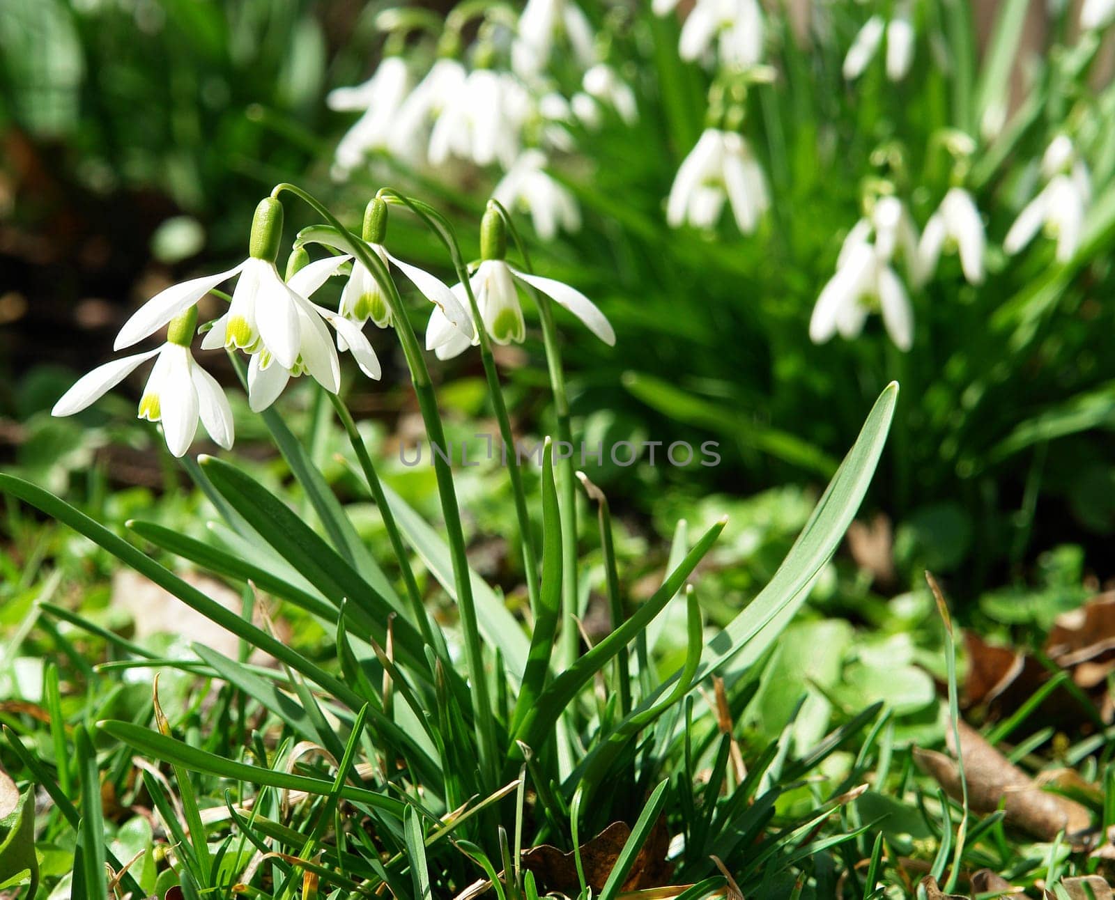 Snowdrop I
