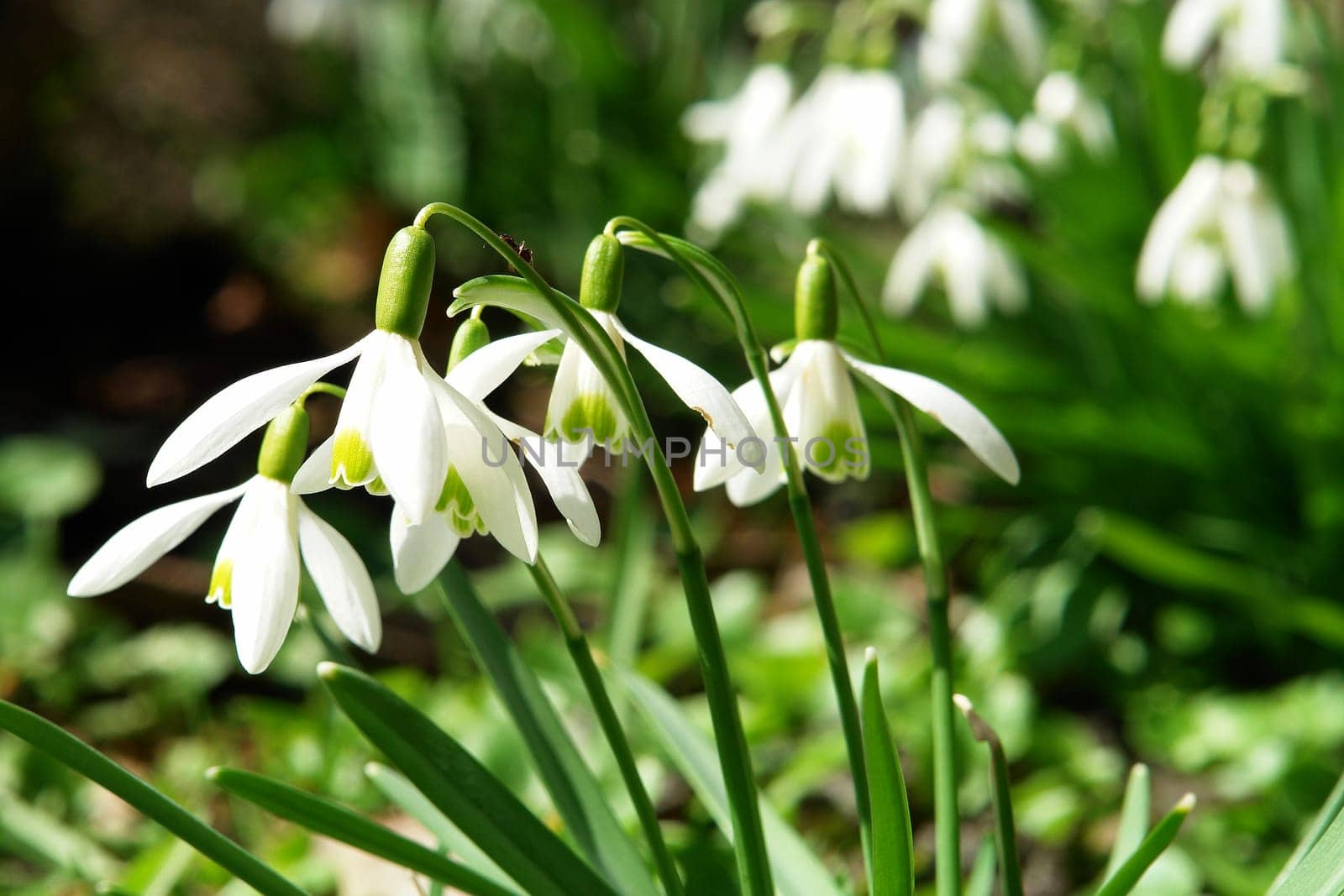 Snowdrop IV