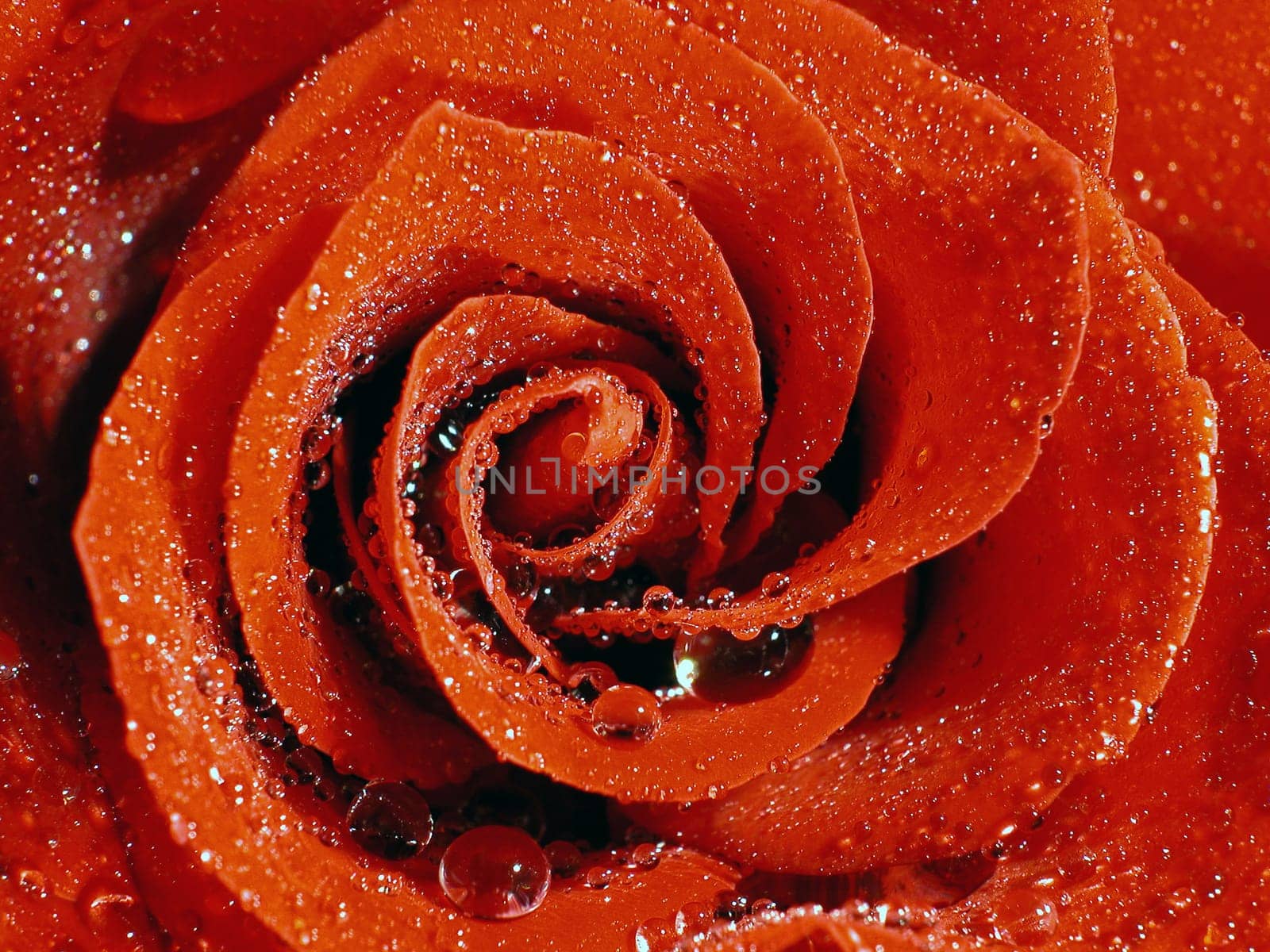 rose without hip without rosehip