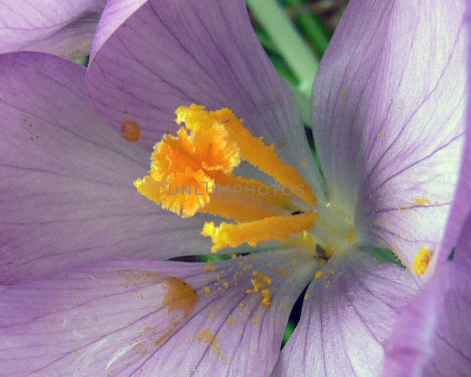 Excerpt from a close-up