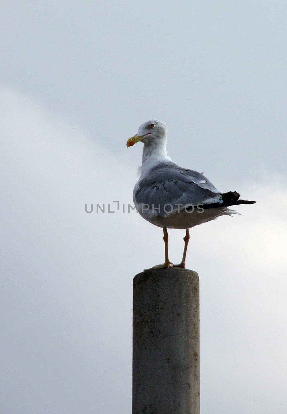 Seagull