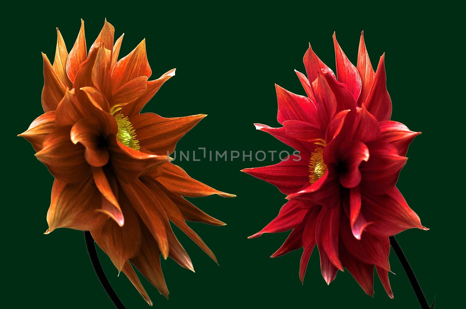 Fire Dahlia