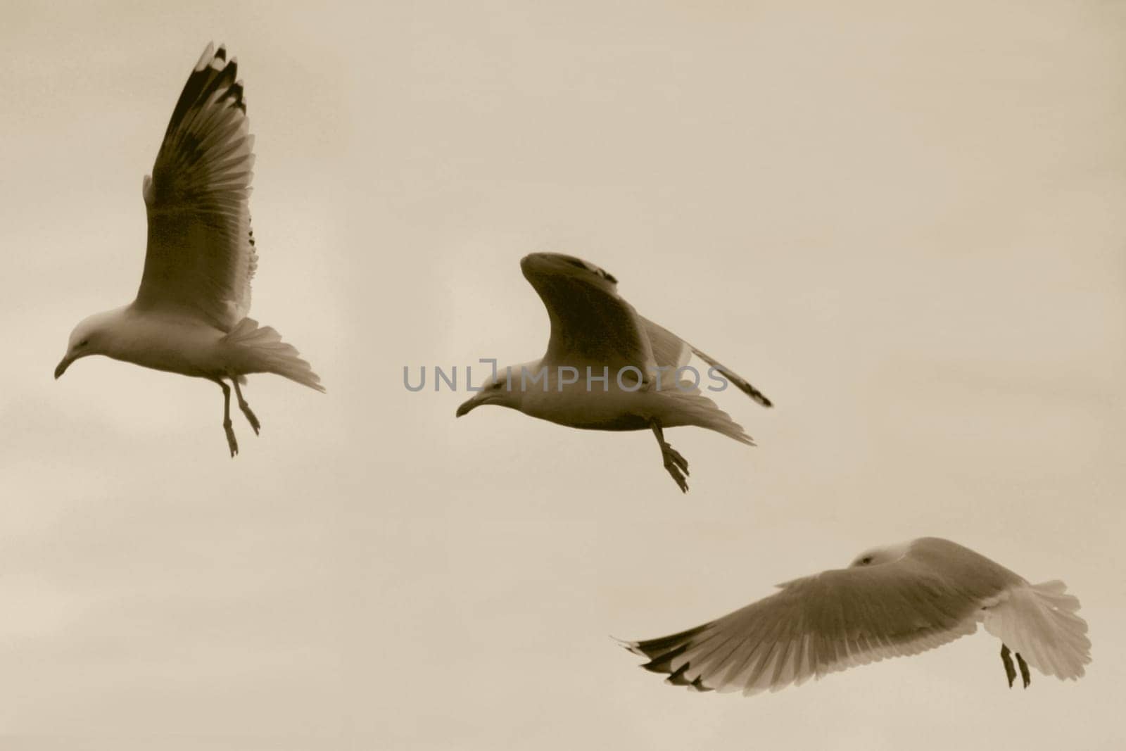Flight of a seagull