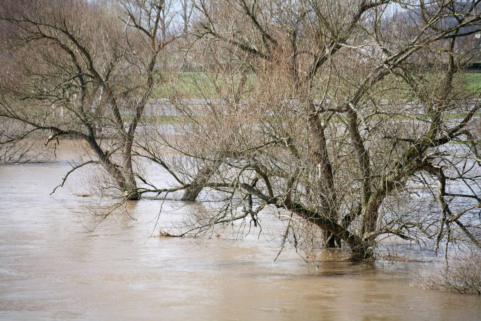 Trees in the Weser near Rinteln (Lower Saxony)