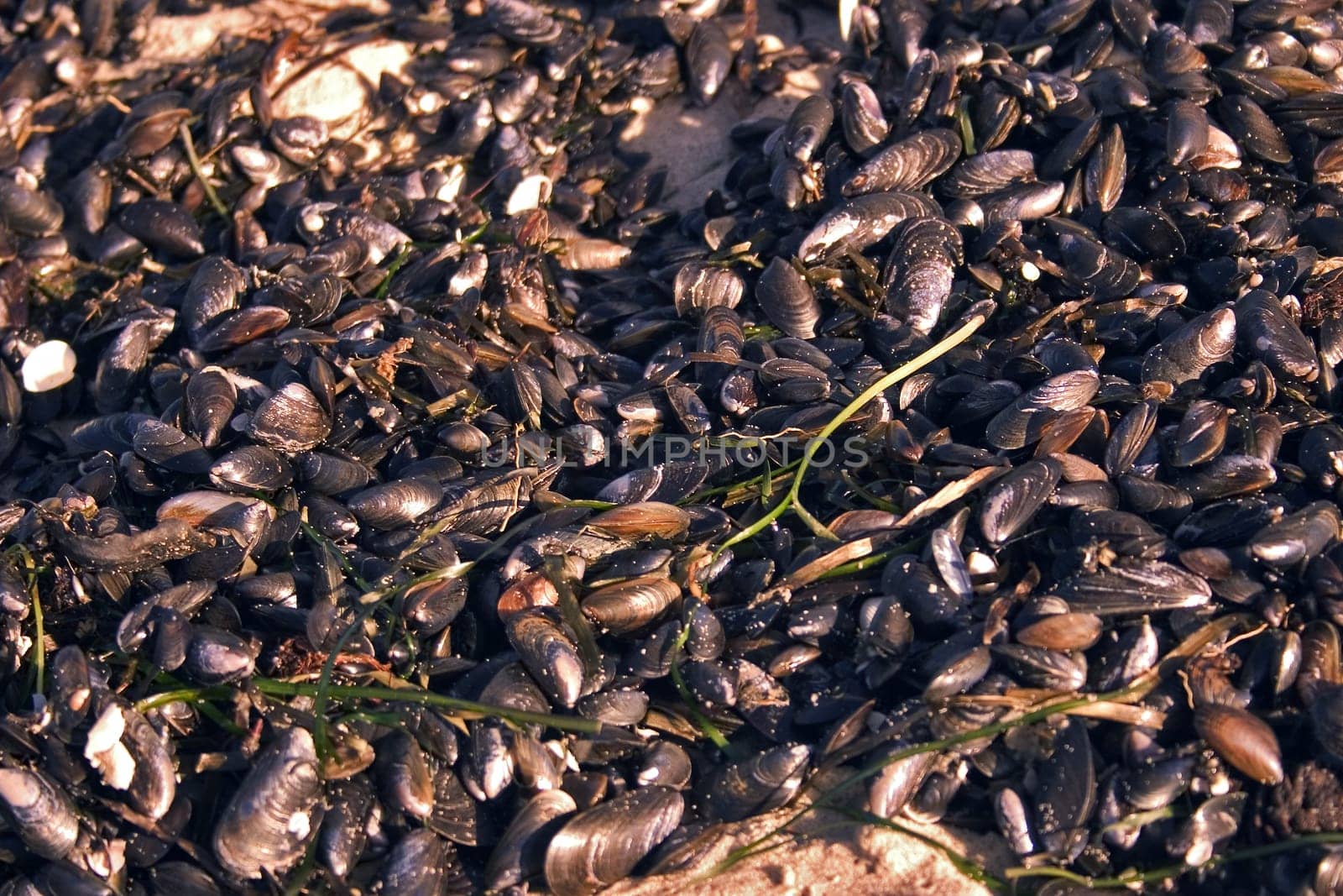 Mussels