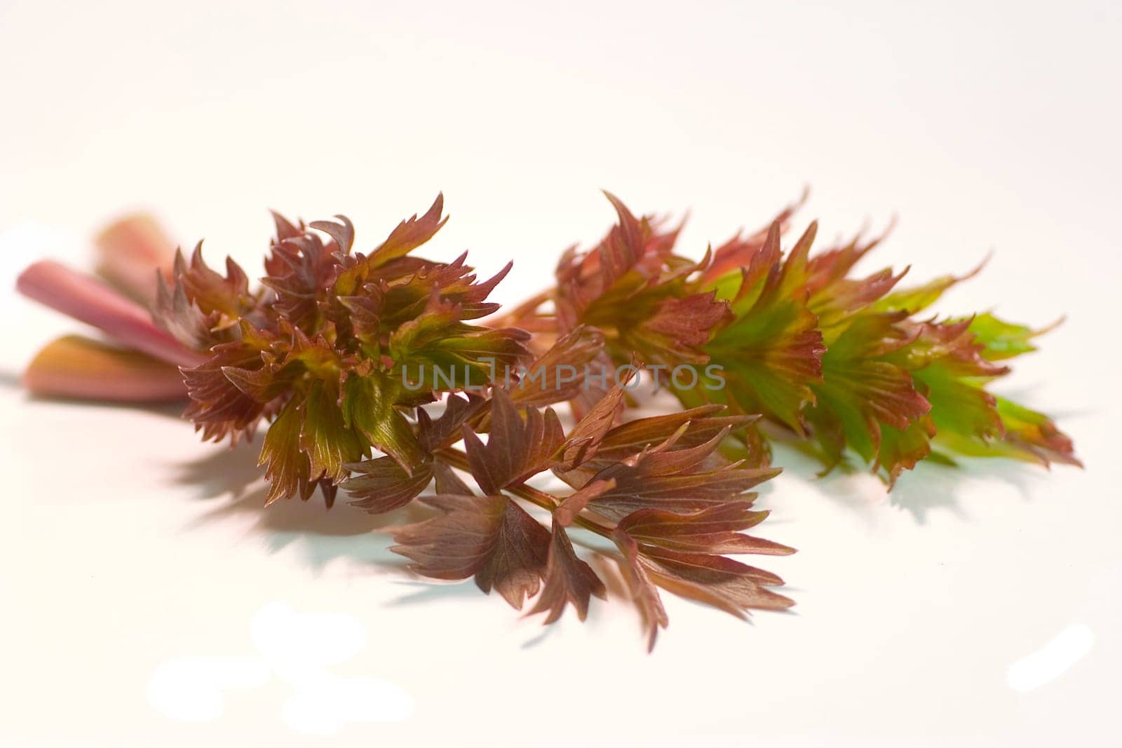 Lovage