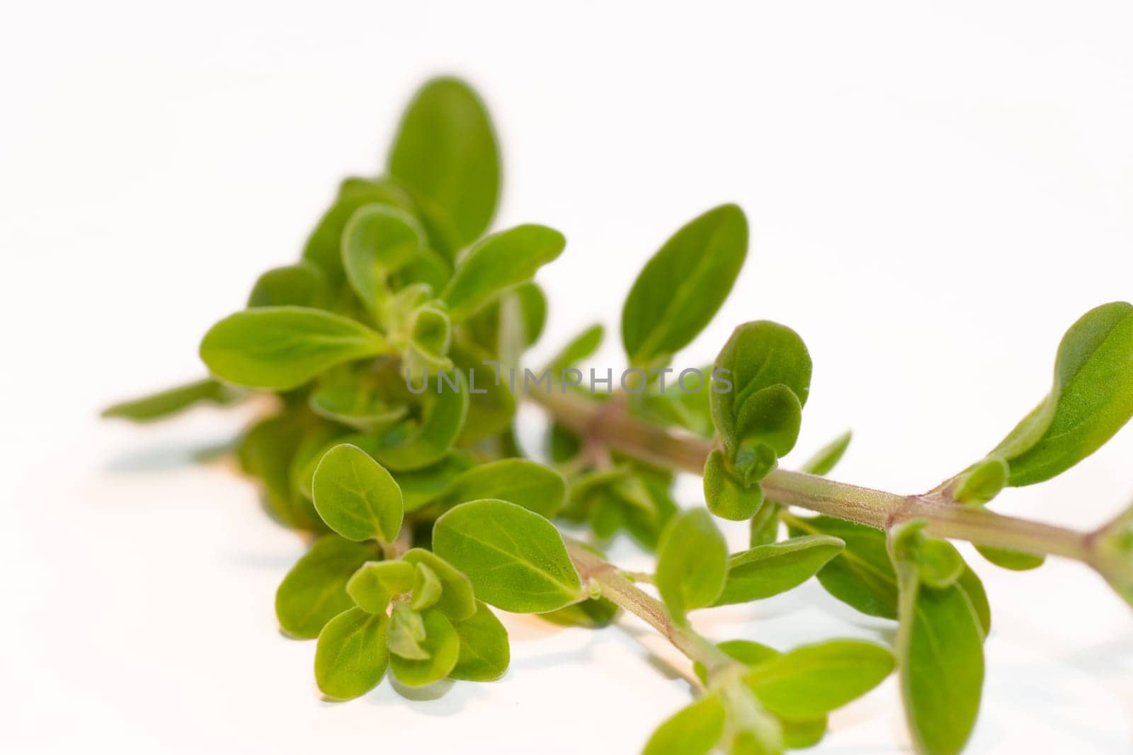 Tarragon