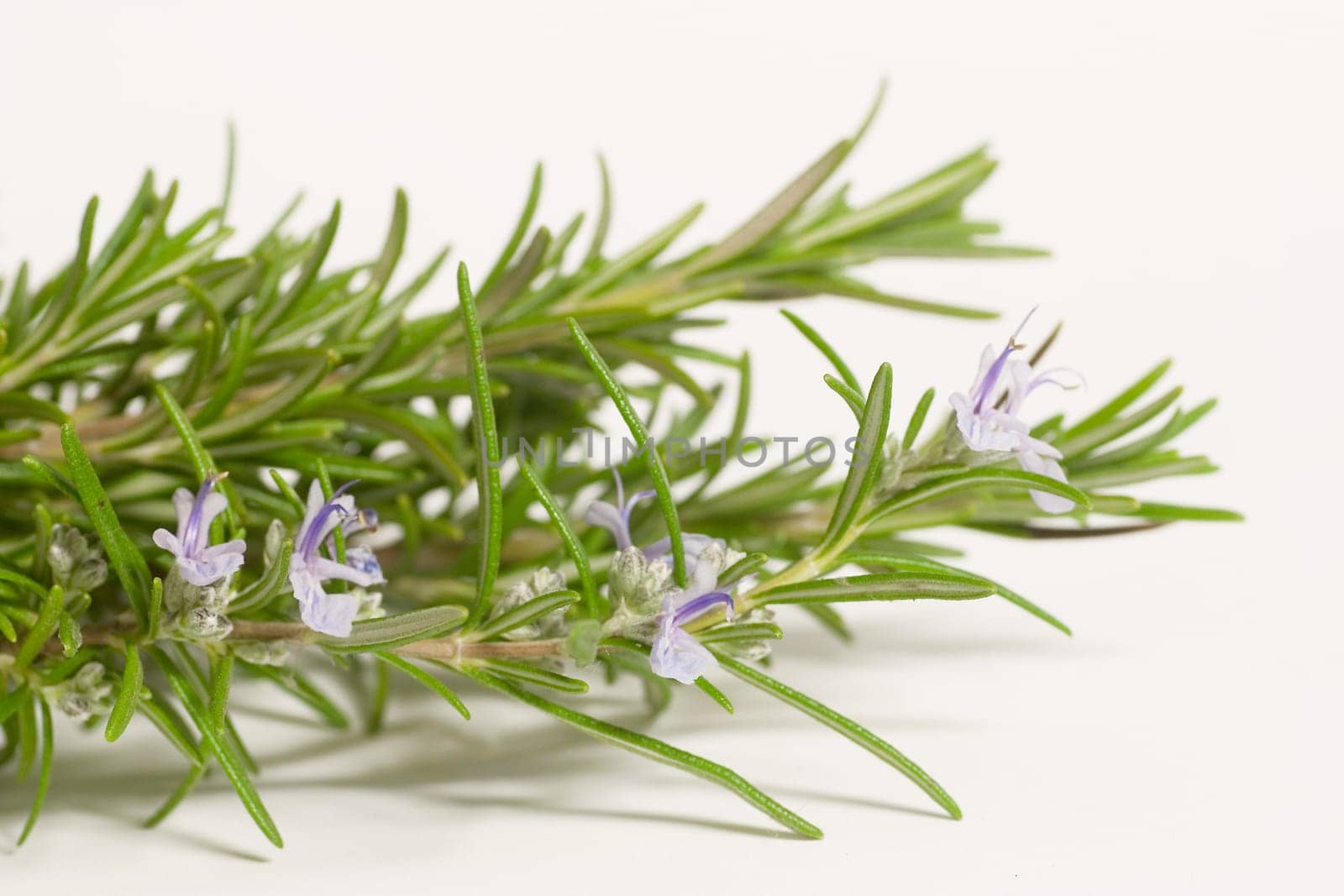 Rosemary