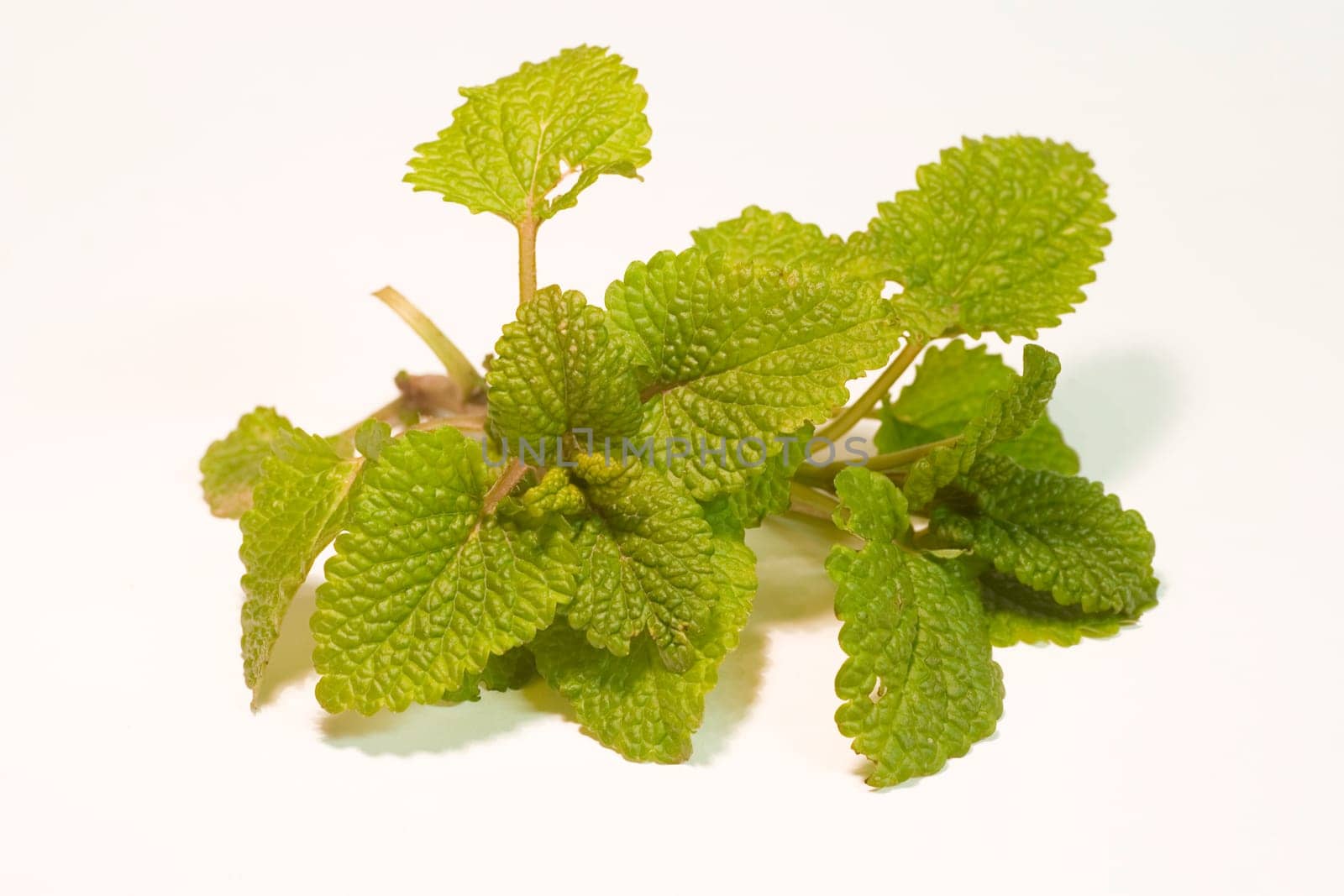 Lemon balm