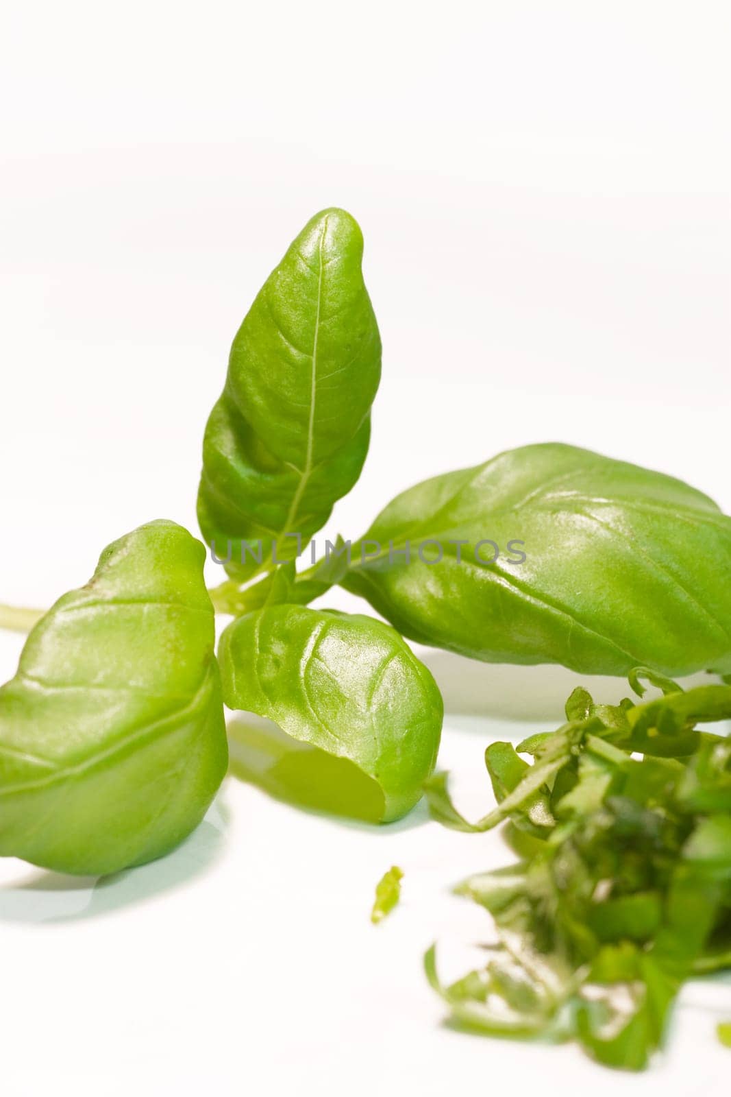 Basil