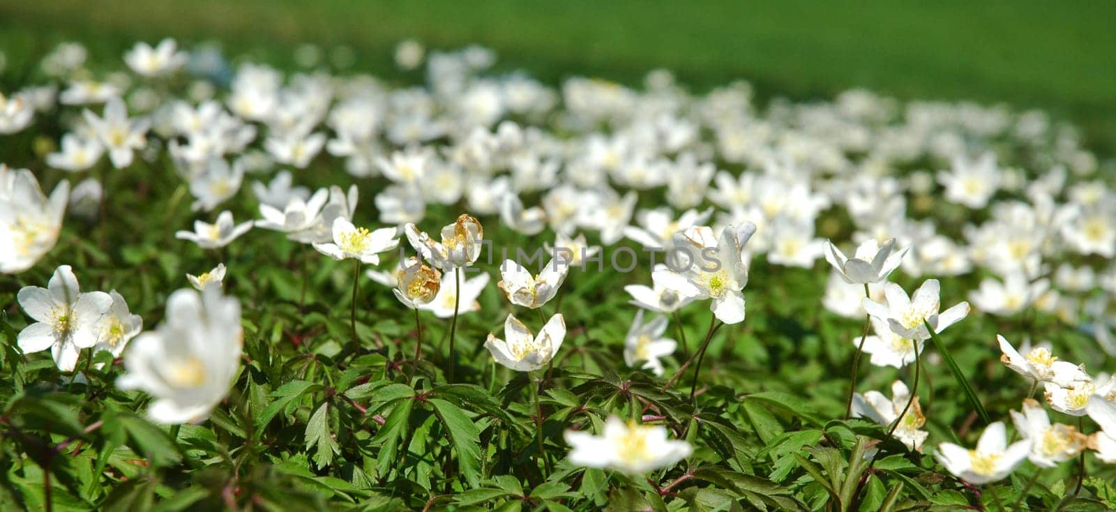 Sea of flowers