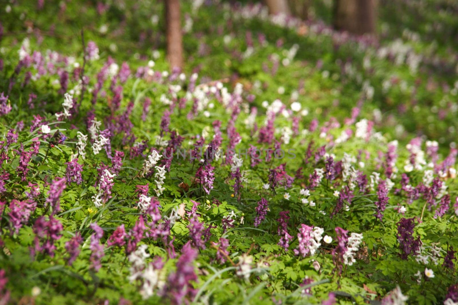 Spring in the Forest 2