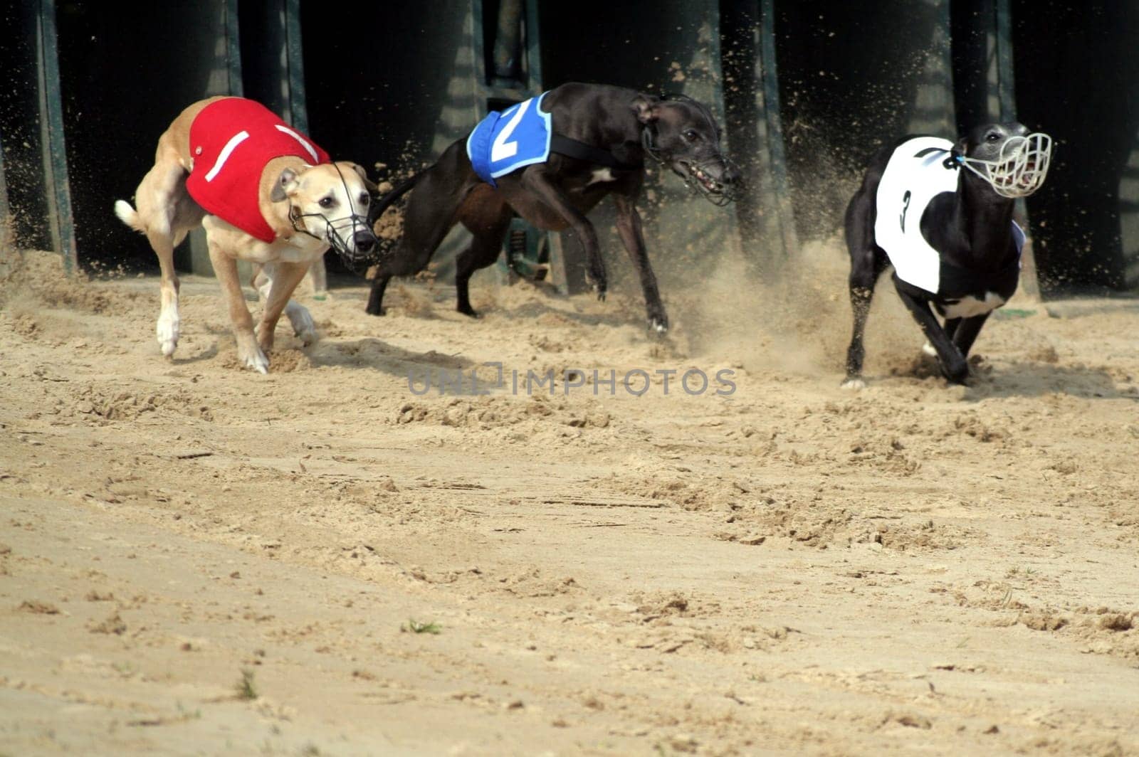 Whippets 2