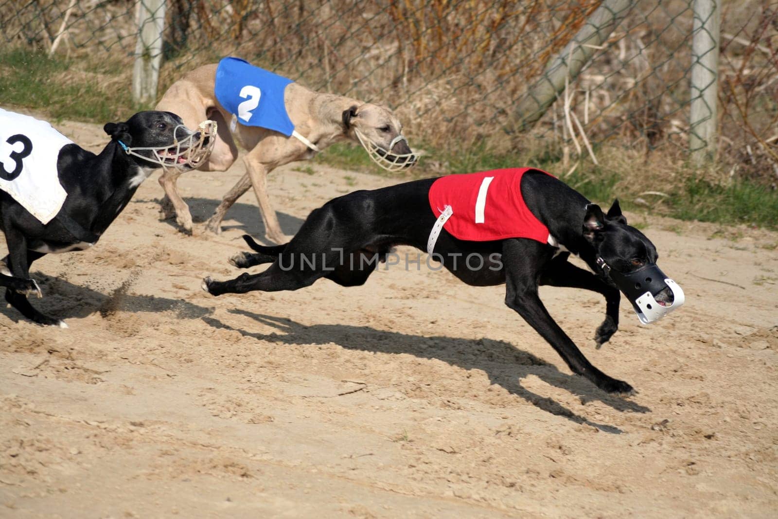 Whippets 3
