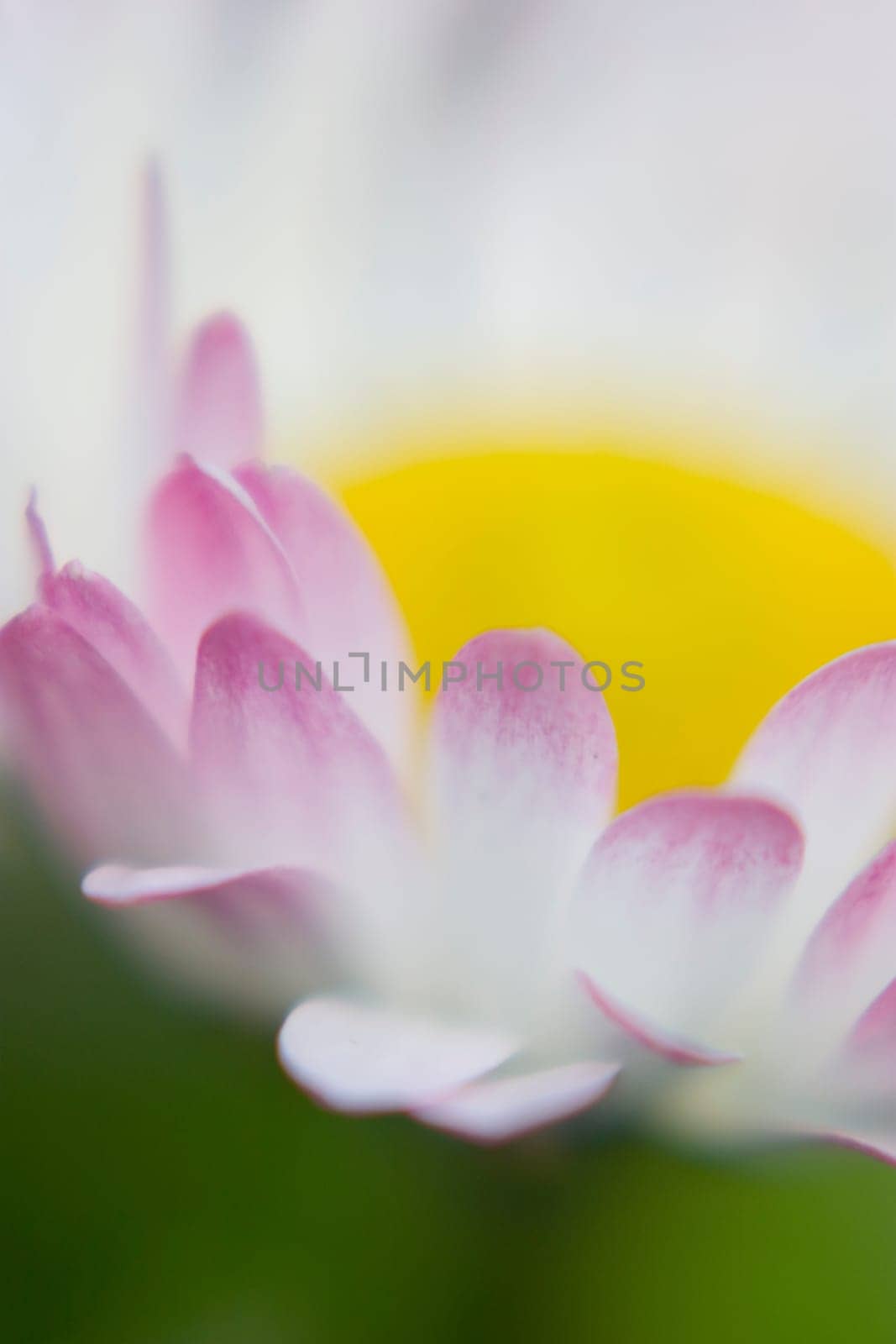 Daisy