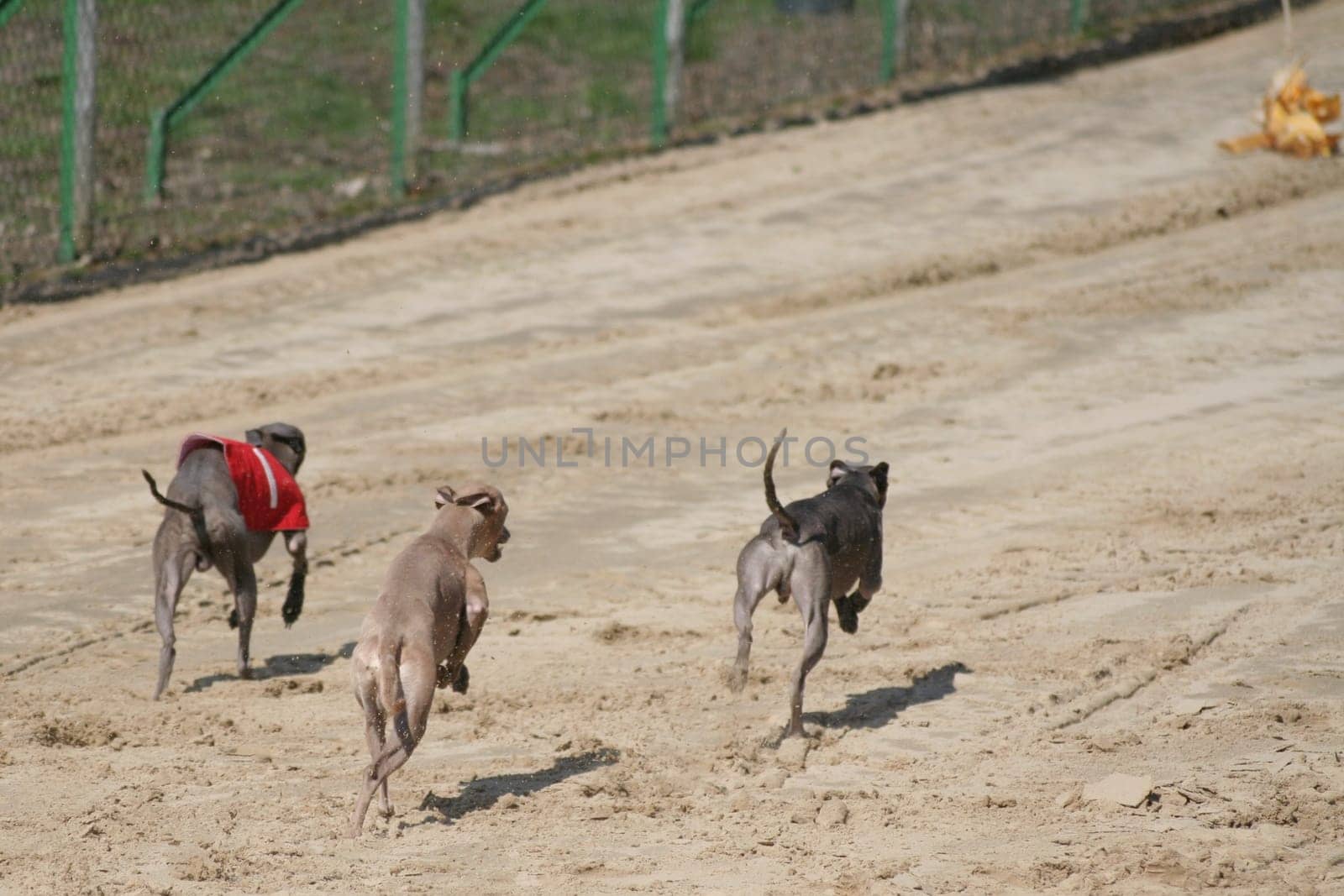 Italian Greyhounds