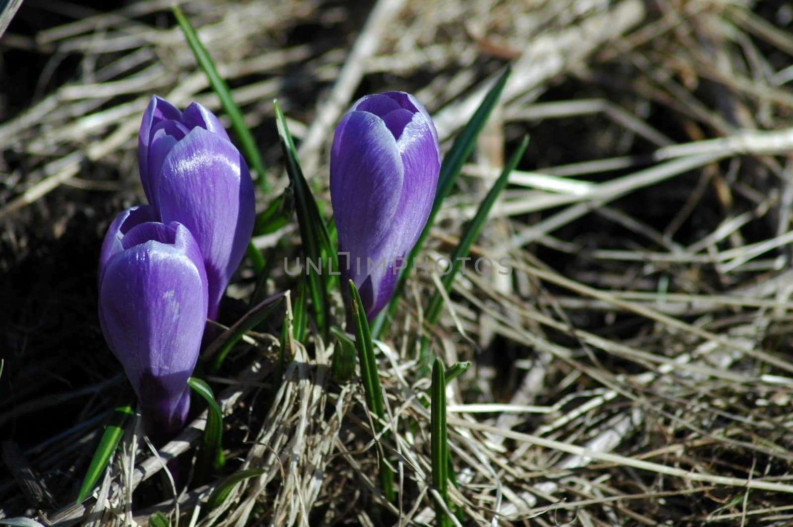 I don't think this motif is so topical anymore,but these crocuses were almost the first thing I saw in front of our fishing hut. It is astonishing that the nature in Norway was even a little further than the rest of the world when we arrived.