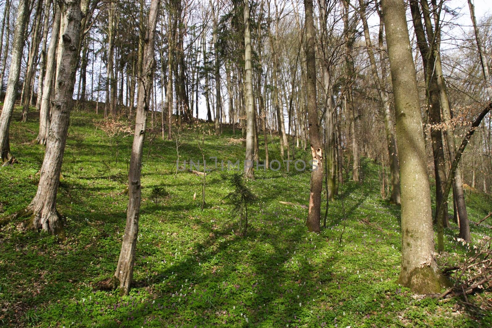 Spring in the Forest 1