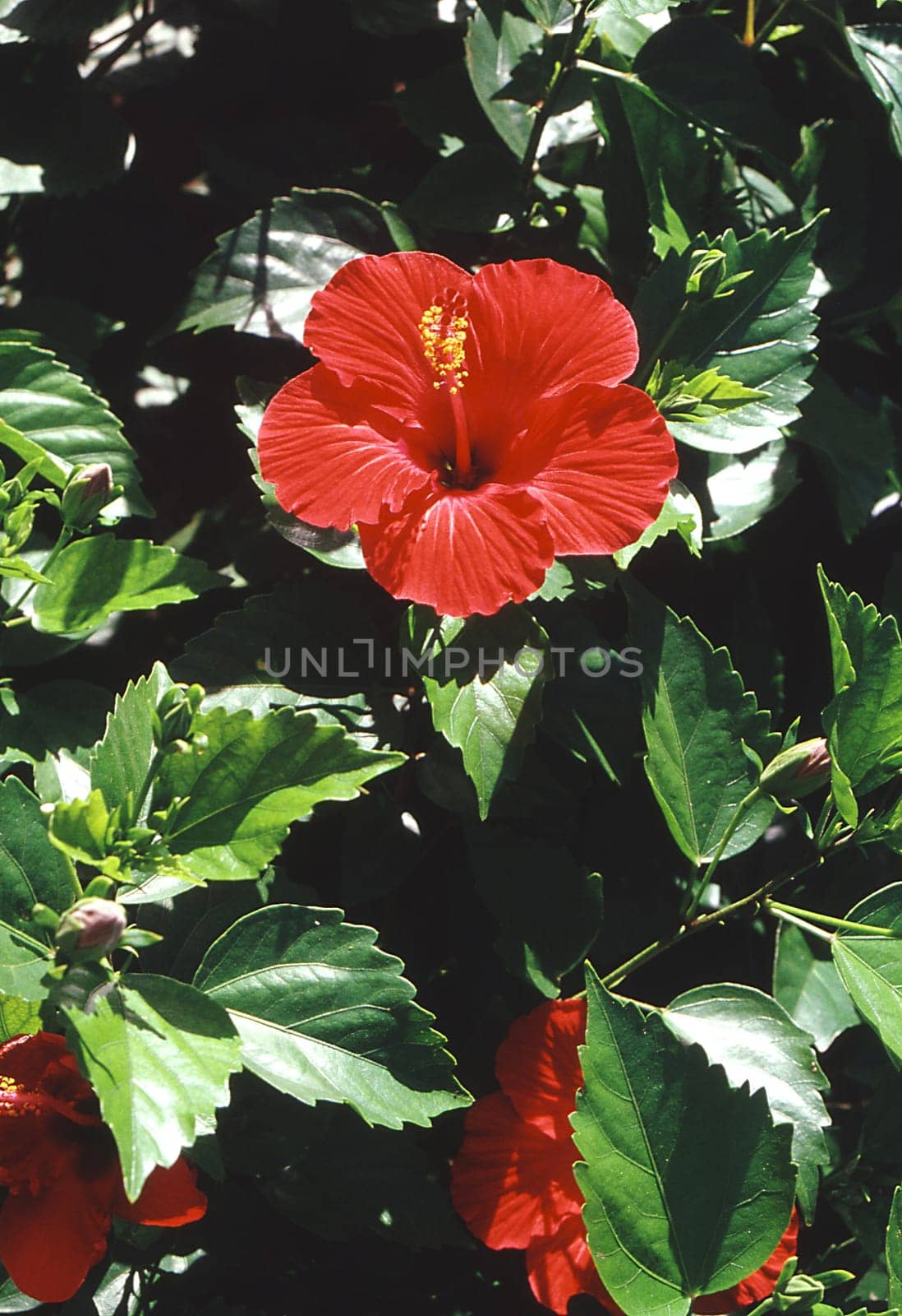 Scan from slide