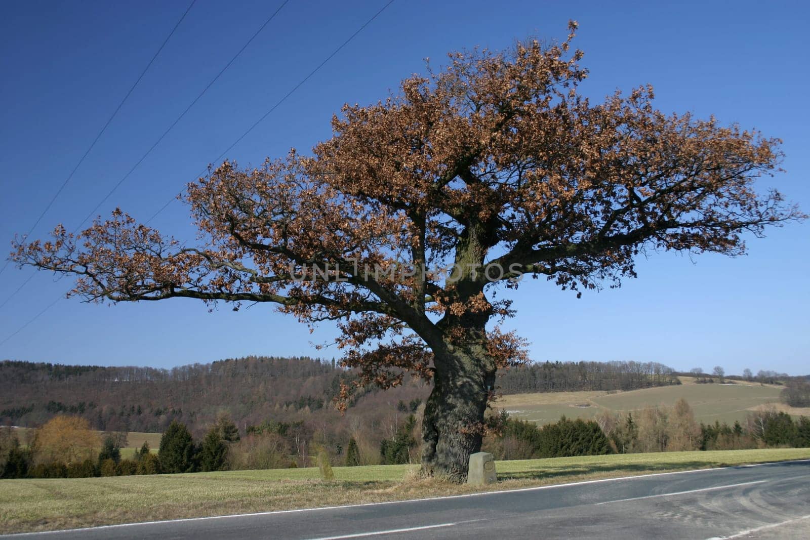 This old oak,which stands exactly on the border between the federal states of North Rhine-Westphalia (Lippe district) and Lower Saxony (Hameln-Pyrmont district),does not lose its leaves even in winter
