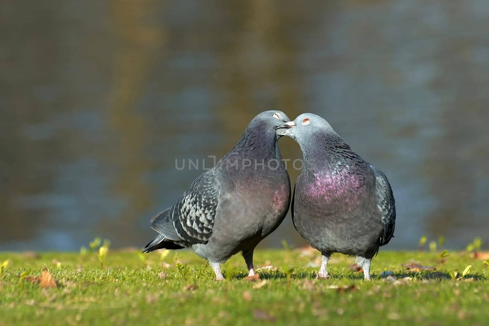is also found in pigeons. They are inseparable and remain true to each other for a lifetime - where else can you find such a thing today?