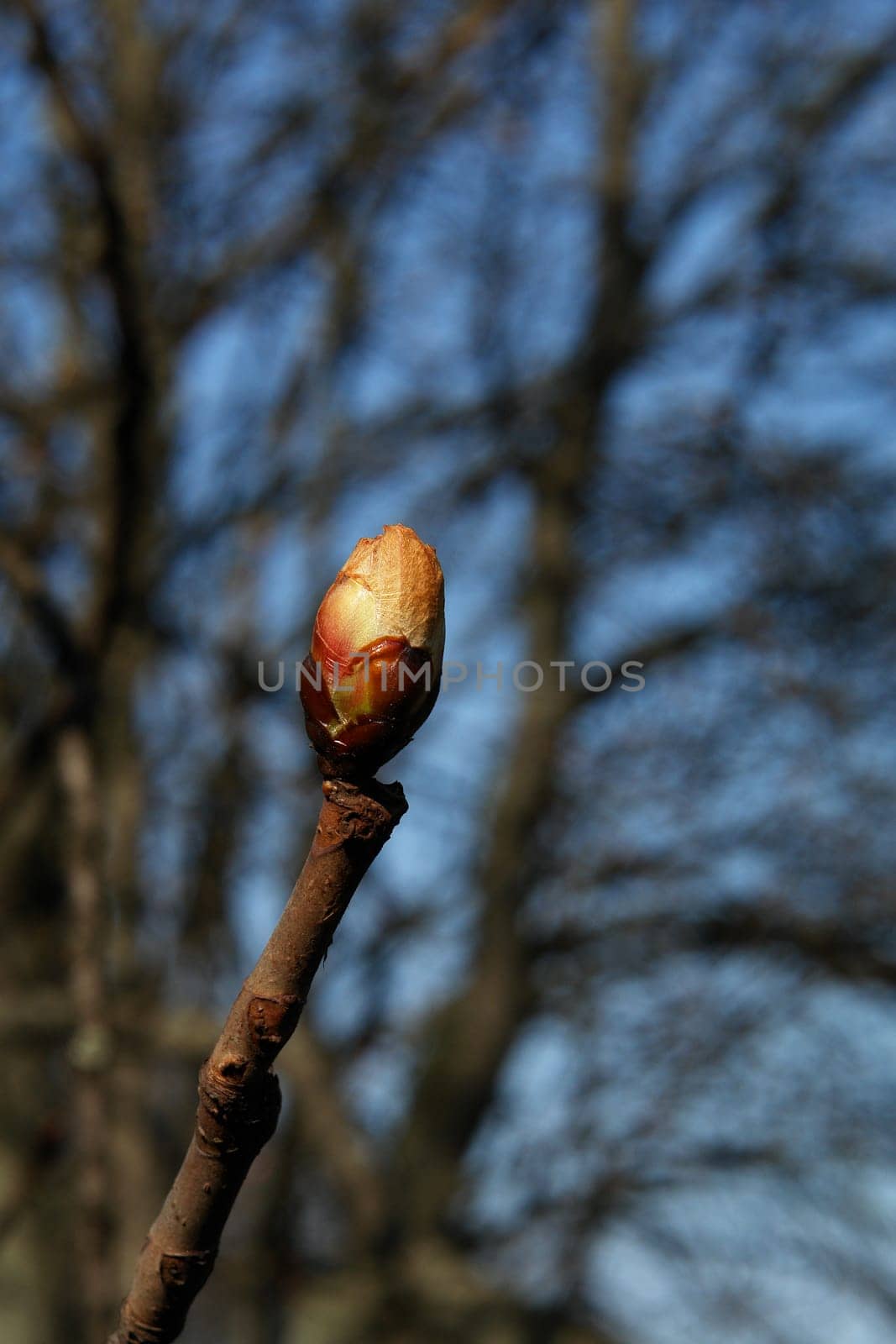Chestnut Bud III