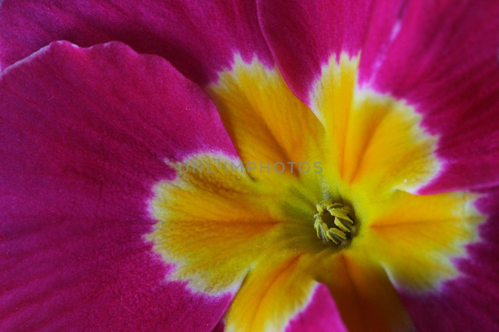 pink lady