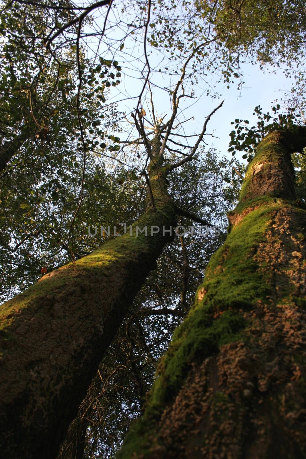Mossy 2