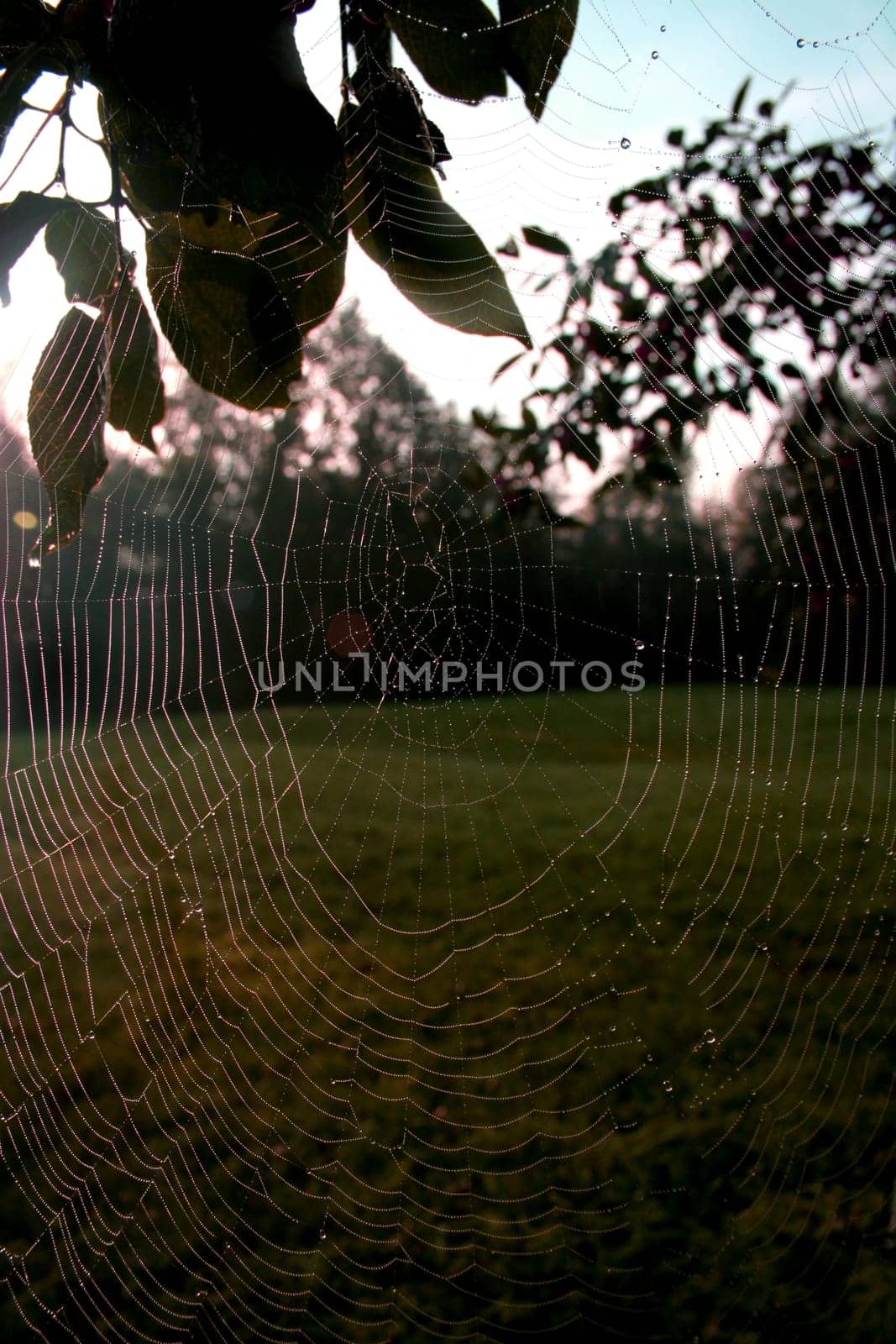 Web