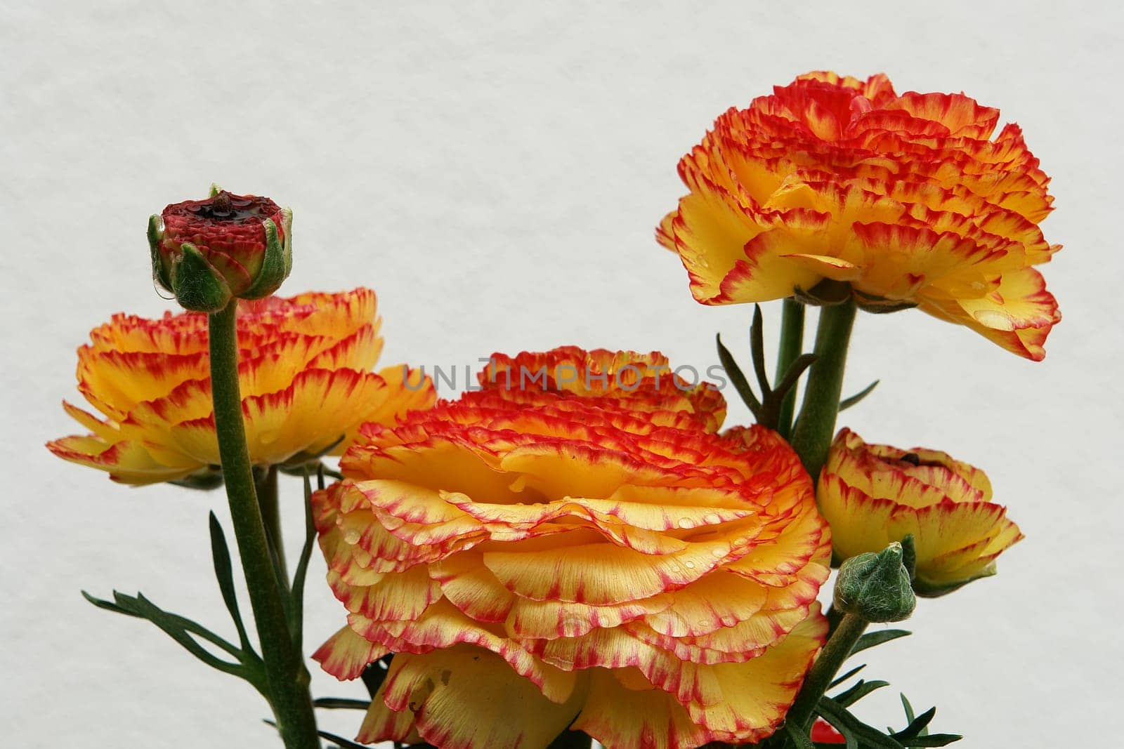 Flower greeting