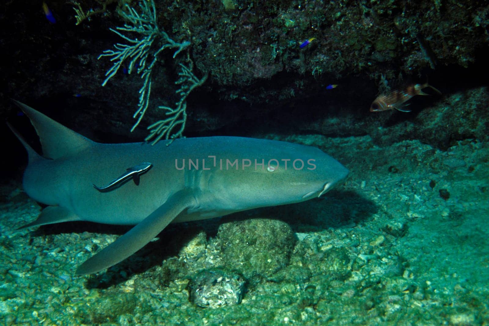 Caribbean nurse shark with ship's keeper,caught taking a nap.  Cayo Largo,Cuba