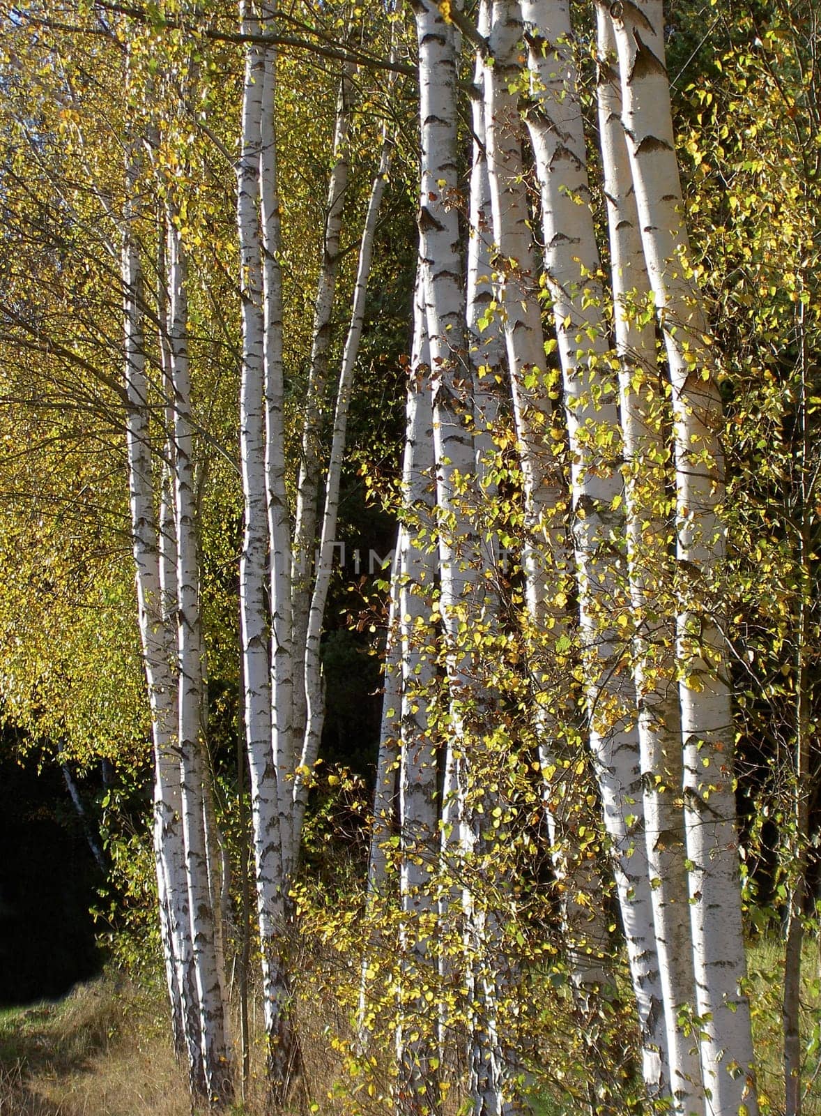 Birches
