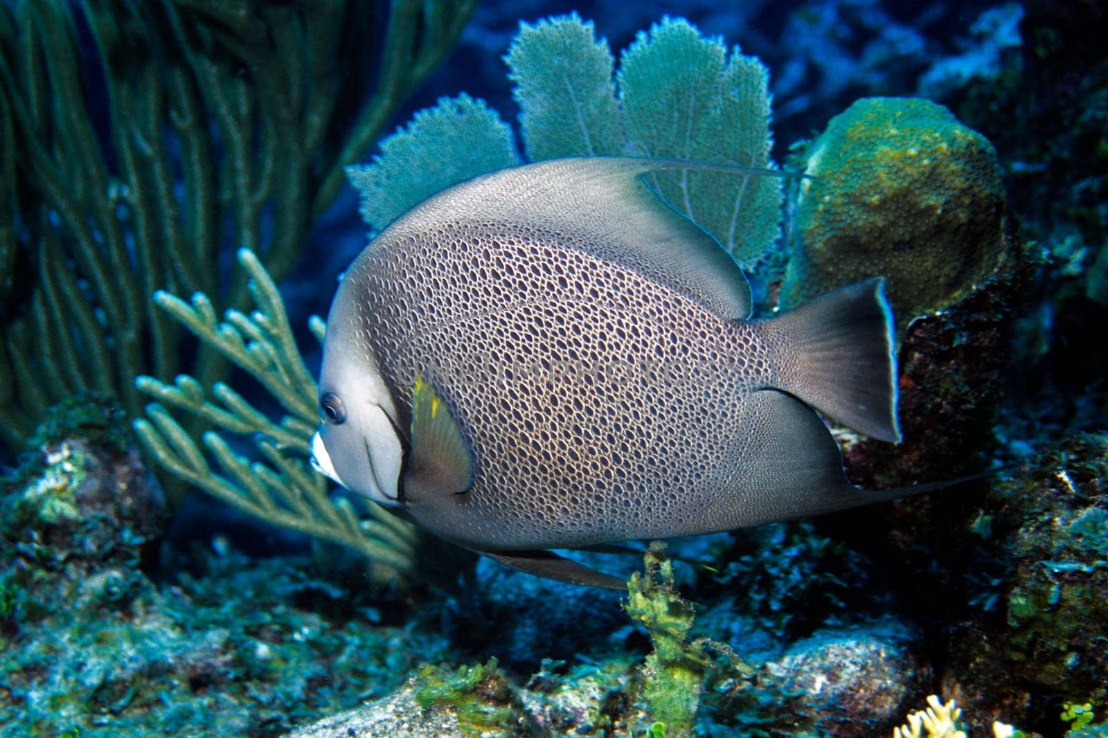 Gray angelfish (Gray angelfish). Cayo Largo/Cuba