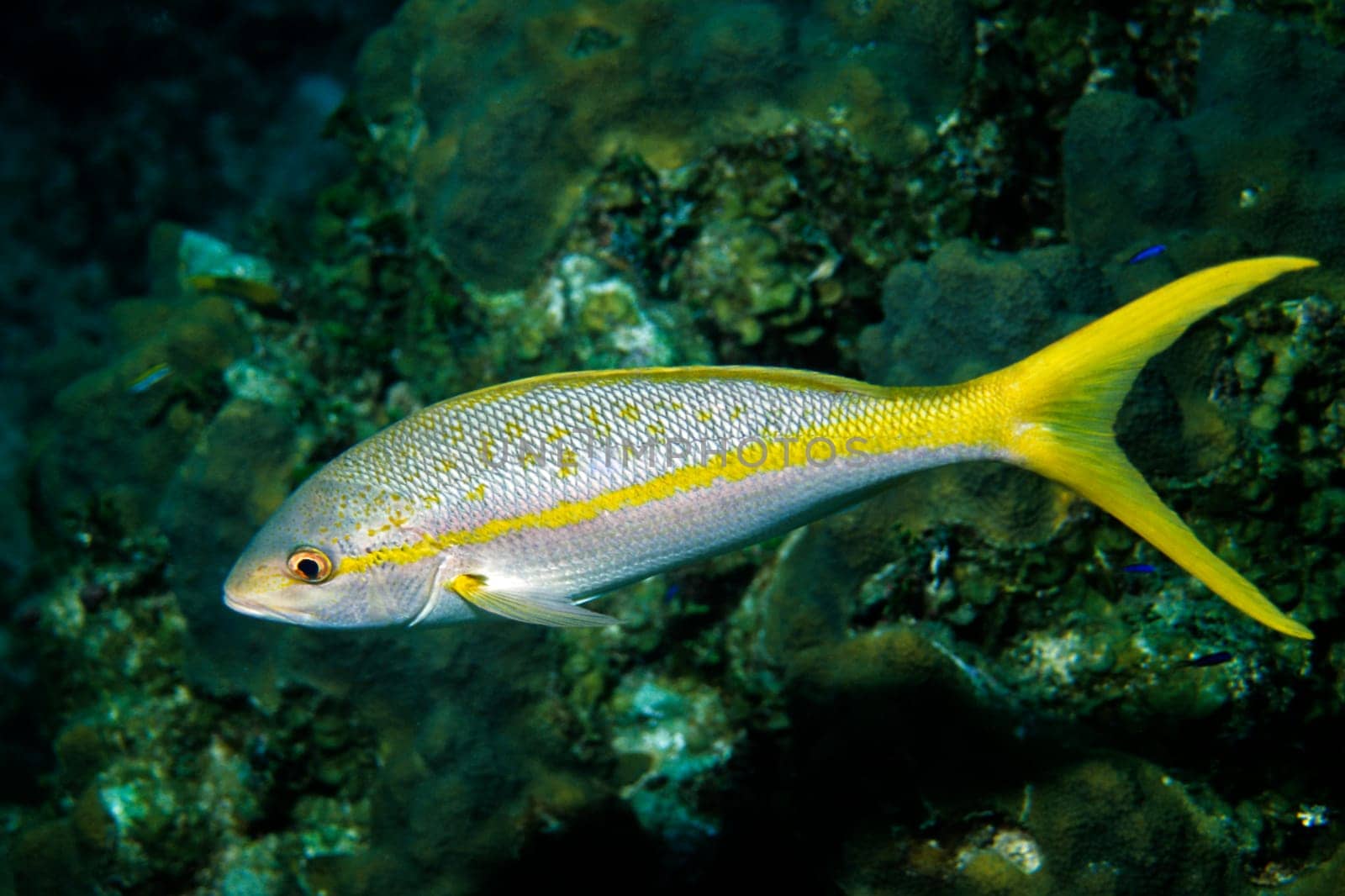 Yellowtail snapper.  Cayo Largo/Cuba