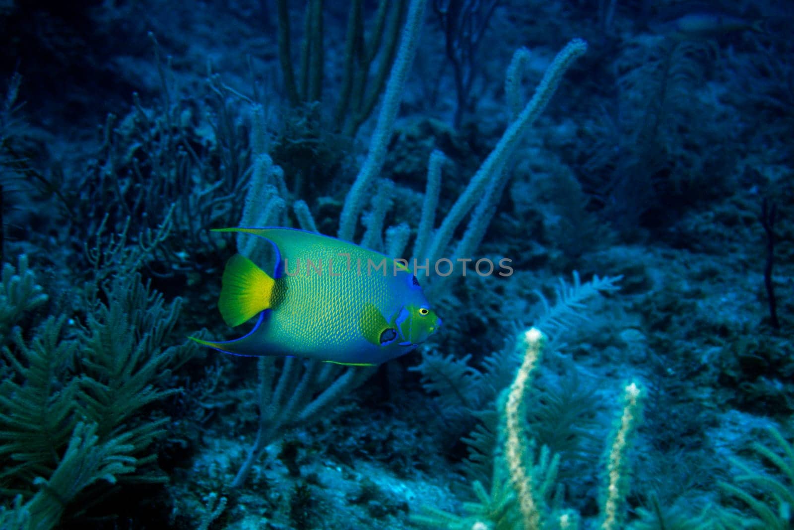 Diadem angelfish