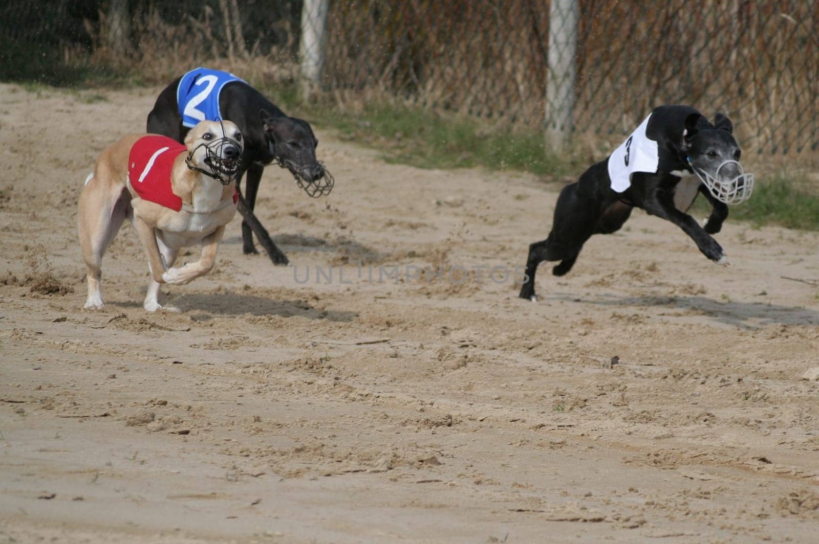 Whippets 4