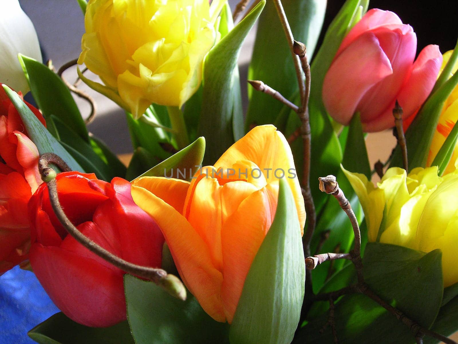 Bouquet of tulips