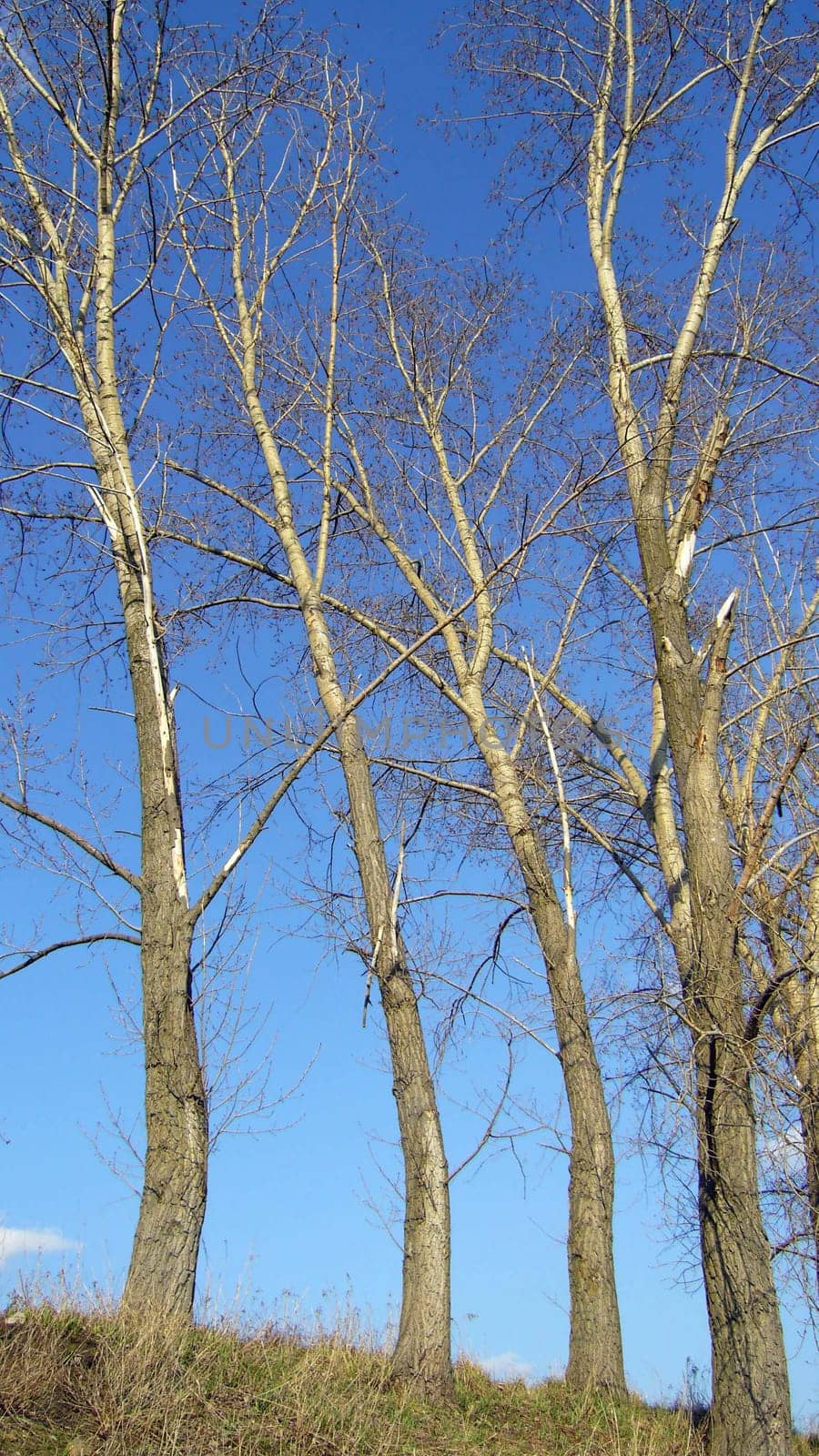 Three Trees