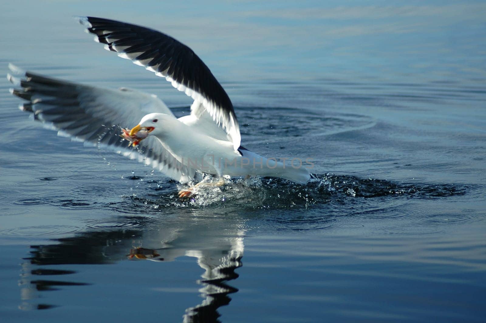 Unfortunately,this photo is not one hundred percent sharp,but the challenge of photographing a seagull in the swinging boat in the departure was probably a bit big:-) Just as even one fish was spotted by a seagull near our fishing rod,the
