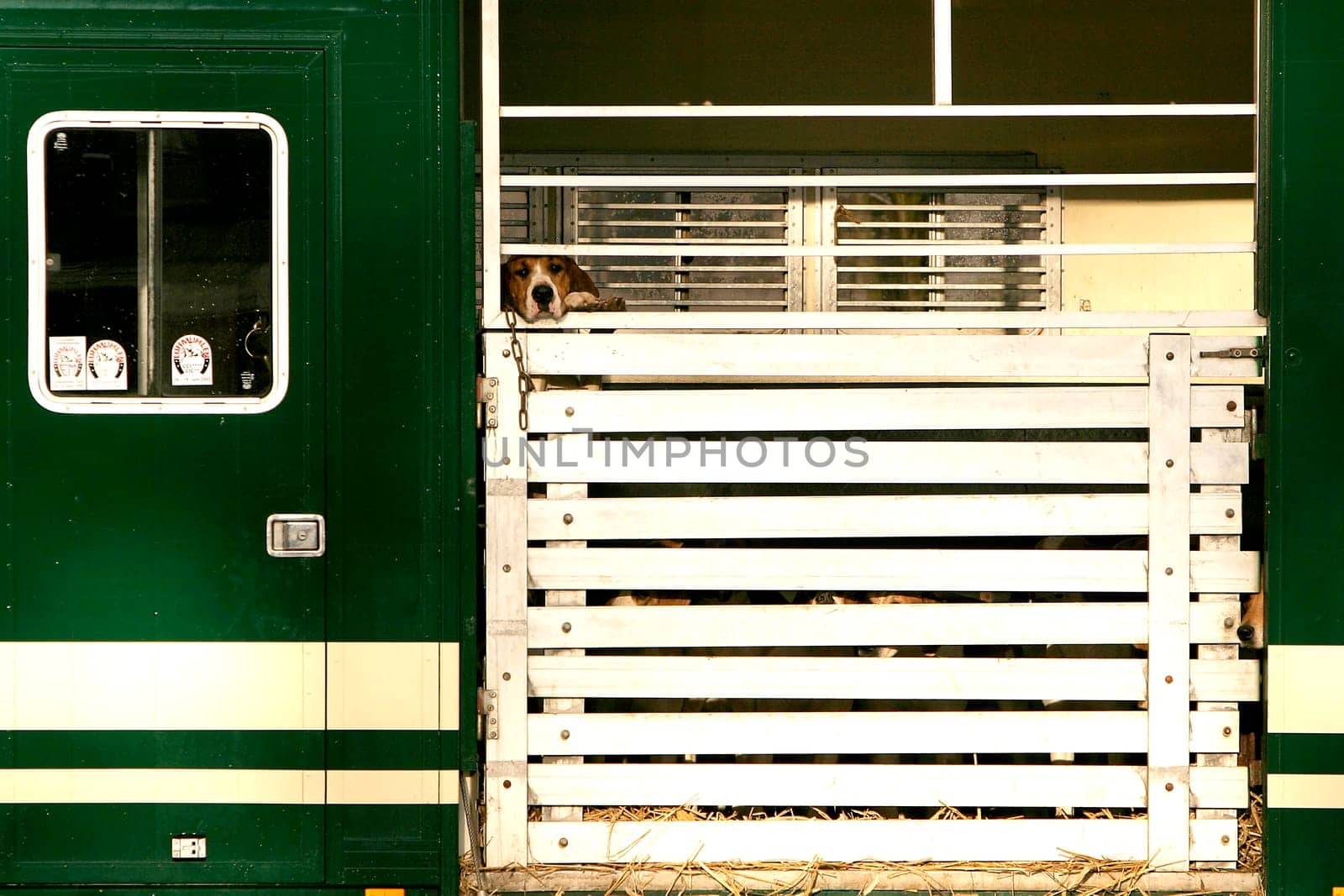 Dog's life