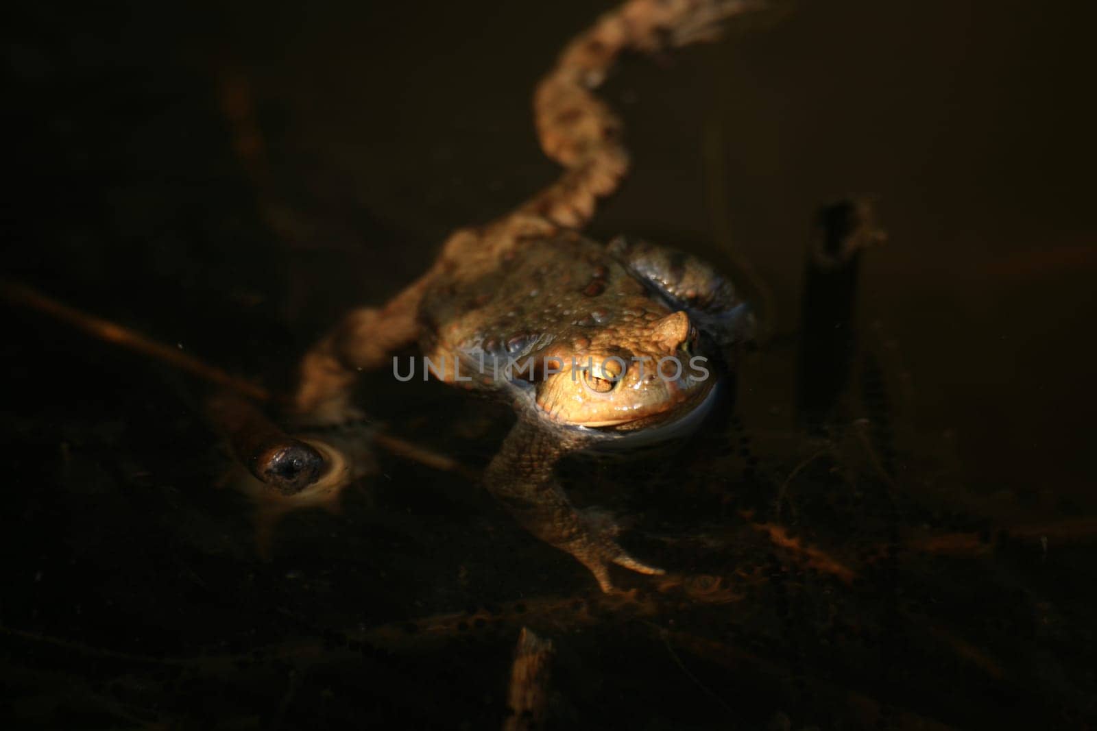 Lonely toad (Bufo bufo) in a pond