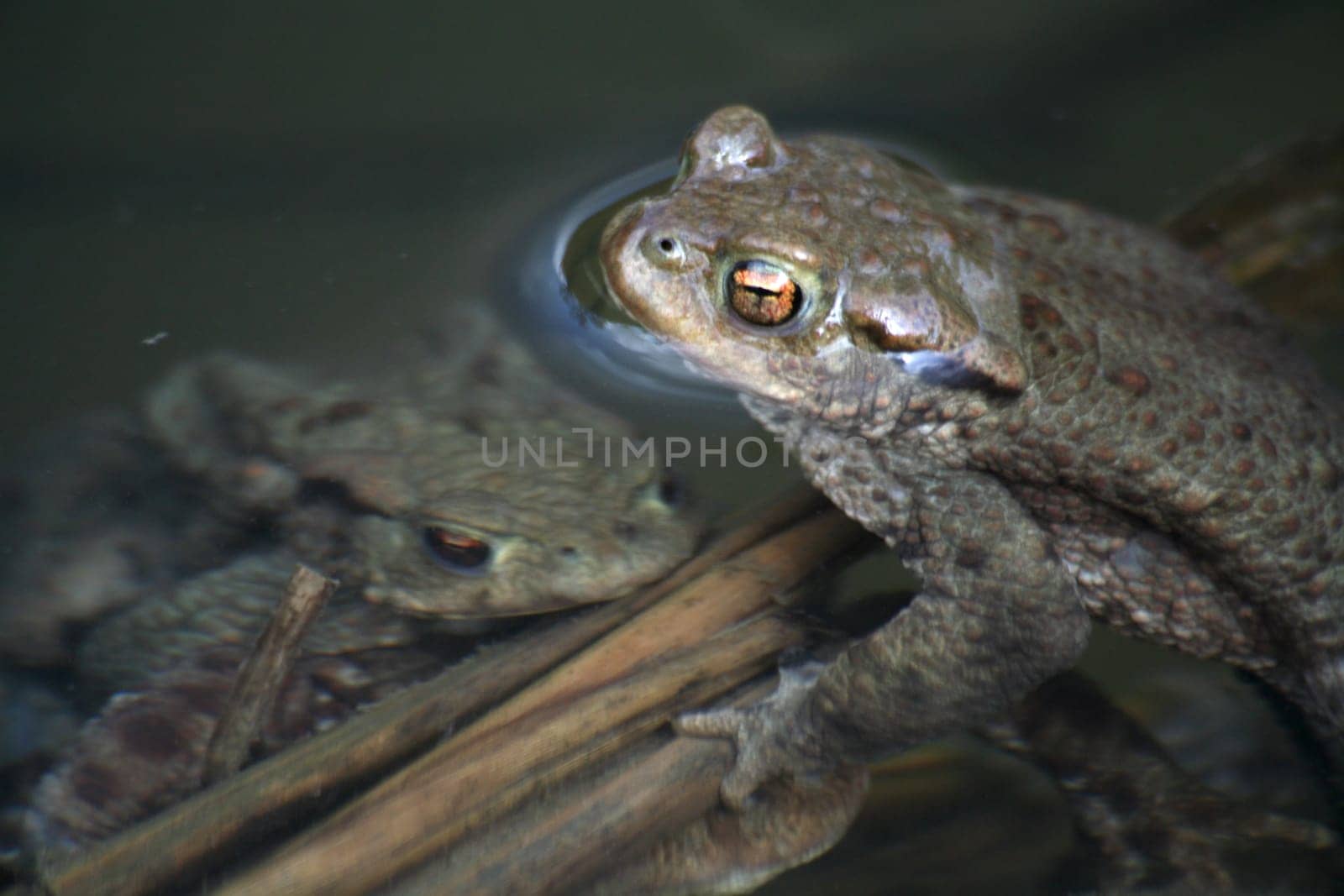 Two toads in the water