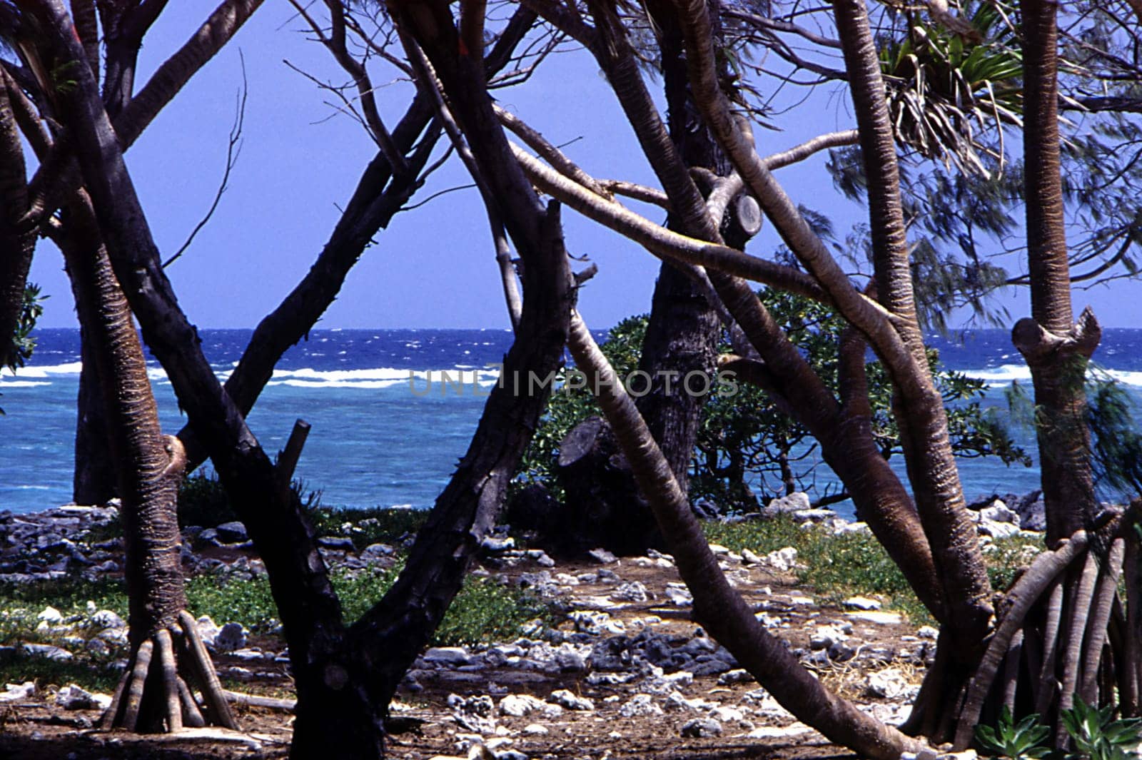 Scan from slide