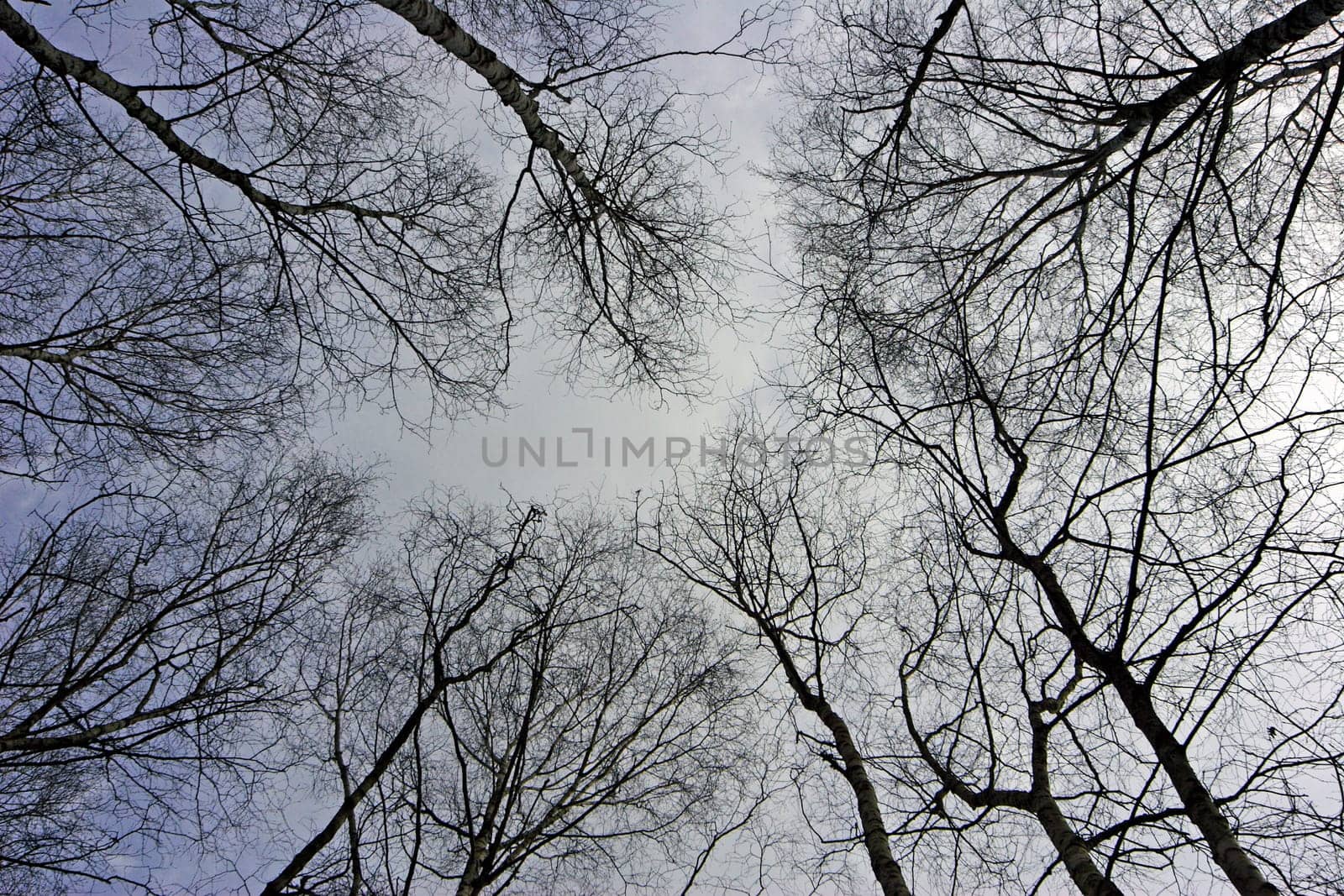 Looking up