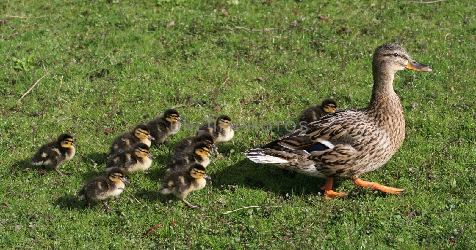 The first ducklings with us in the Pader spring area.... I wish everyone here a happy Easter!!! LG Bea