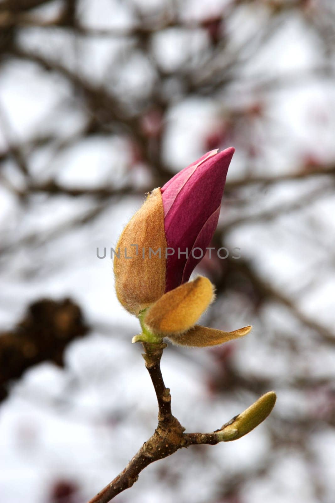 Magnolia